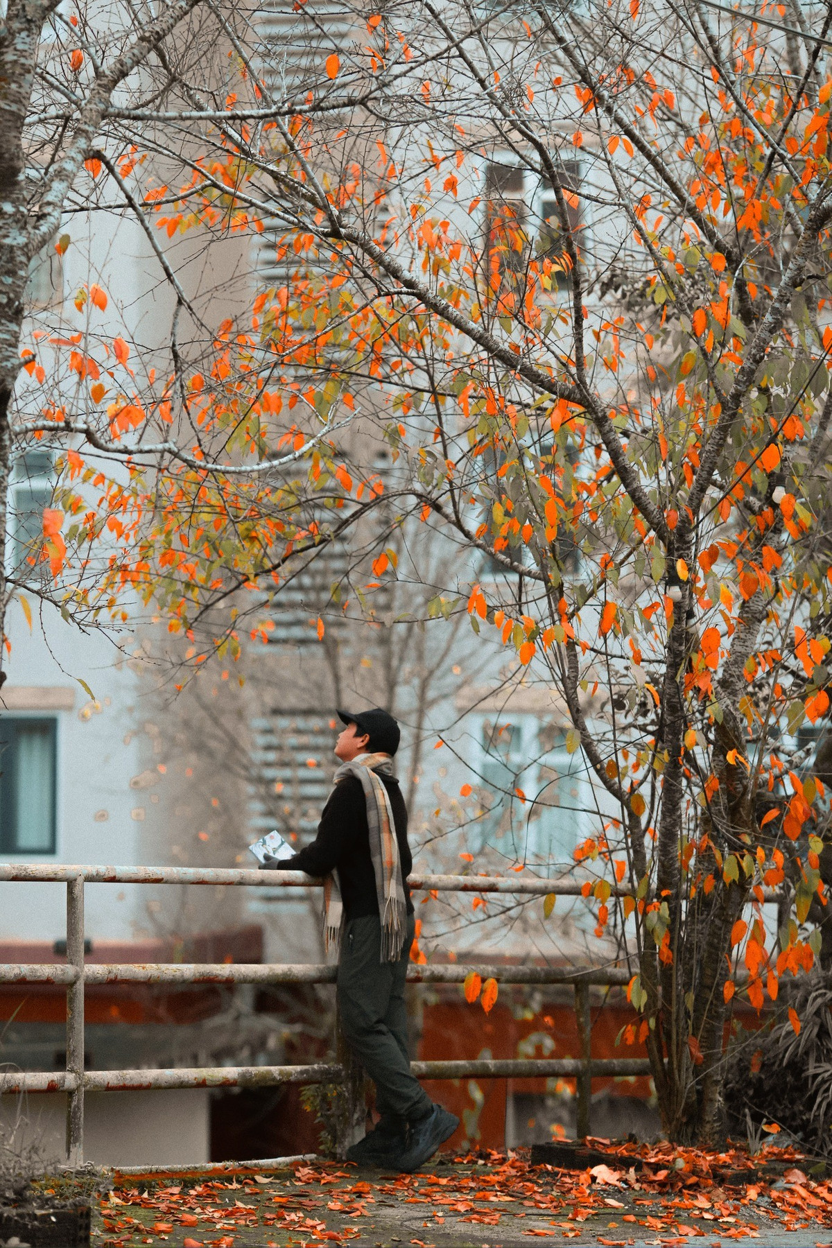 Những ngày đầu đông, khi tiết trời se lạnh, sương mù giăng bảng lảng từ sáng sớm, Đà Lạt khoác lên mình vẻ trầm lắng hiếm có. Đây cũng là lúc nhiều loài cây ôn đới bắt đầu chuyển sắc. Ảnh Nguyễn Tiên Đạt