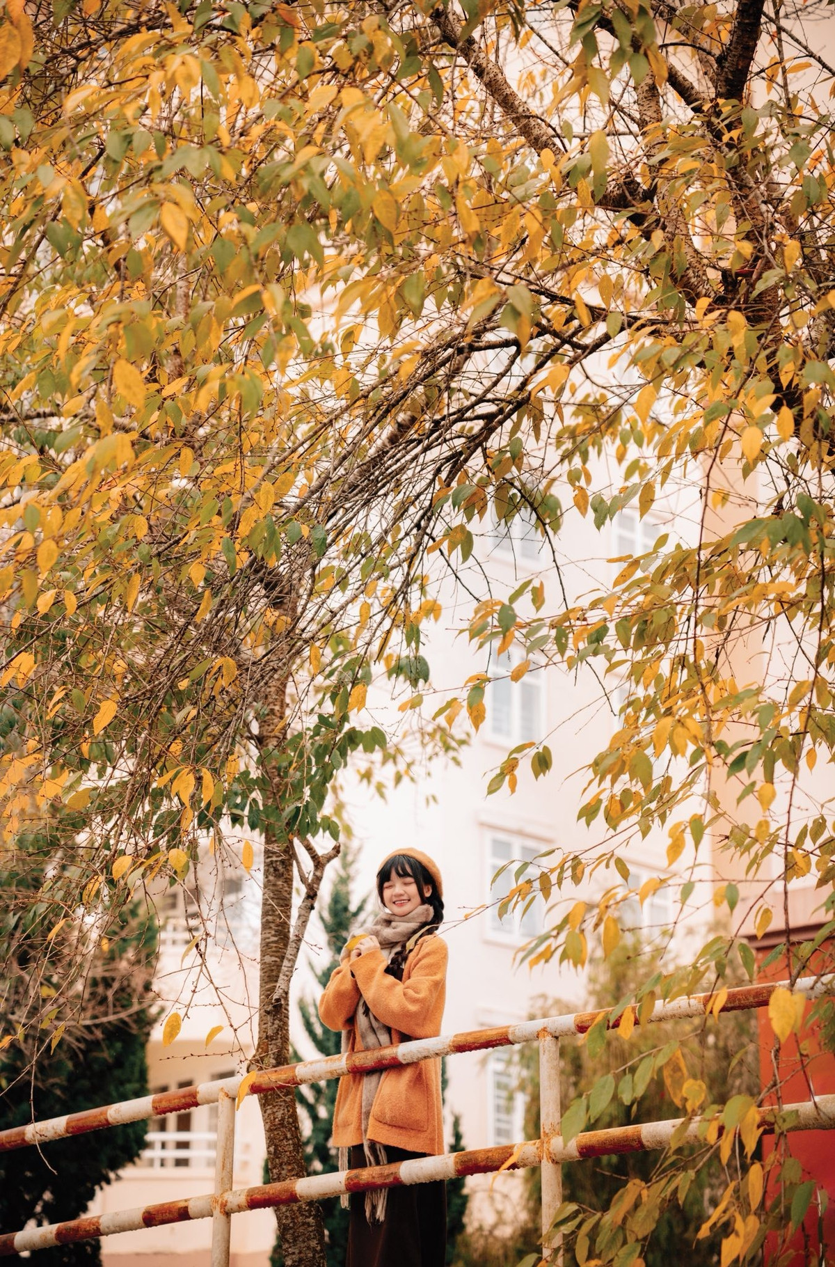 Không chỉ có mimosa hay dã quỳ nhuộm vàng các cung đường, nhiều khu rừng, vườn cây và hàng cây đô thị cũng đồng loạt thay lá, tạo nên khung cảnh lãng mạn khiến du khách ngỡ như đang lạc bước giữa một góc trời châu Âu. Ảnh Đồng Ngô