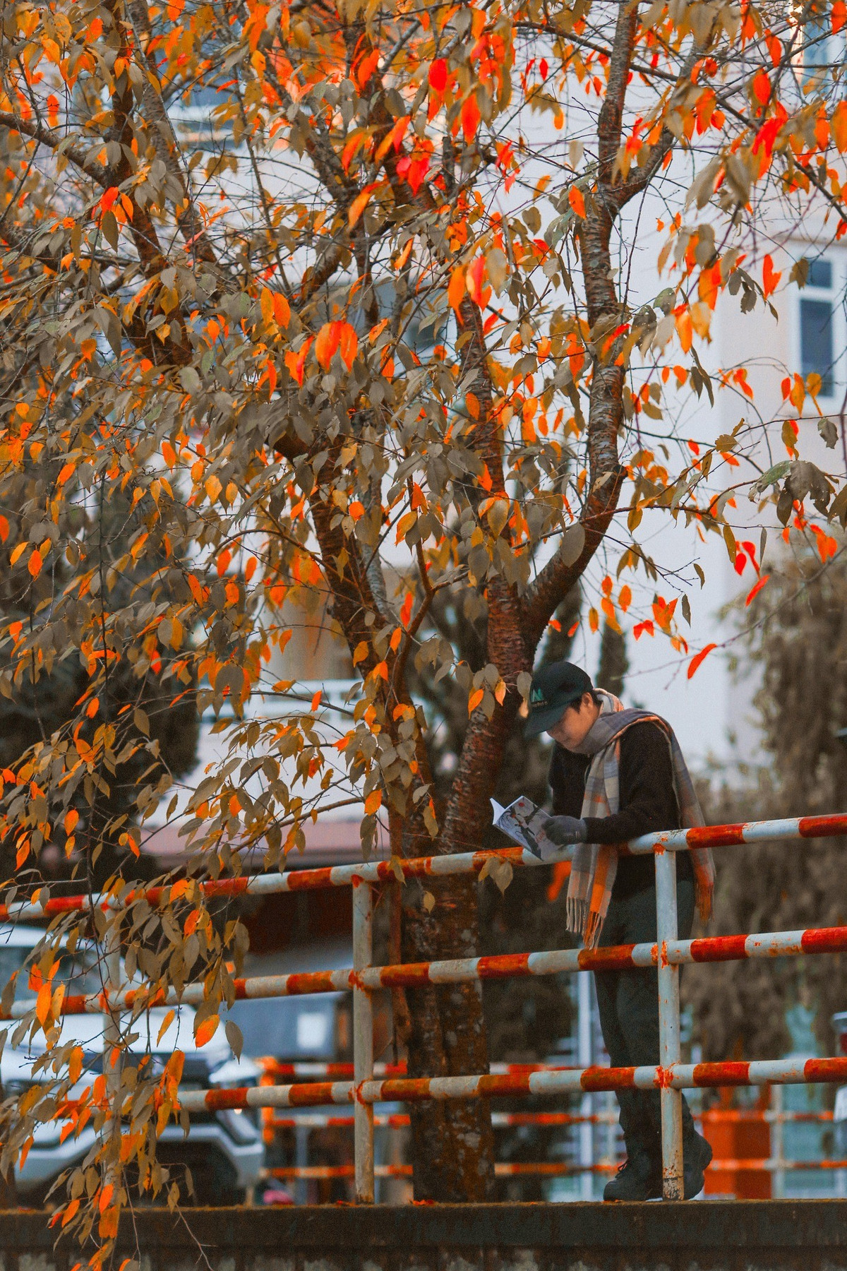 Theo kinh nghiệm của người dân địa phương, thời điểm đẹp nhất để ngắm lá vàng, lá đỏ ở Đà Lạt thường kéo dài từ cuối mùa mưa đến đầu mùa khô, khi thời tiết hanh ráo, ít mưa. Sáng sớm hoặc xế chiều là lúc ánh sáng dịu, giúp màu lá lên rõ và tạo chiều sâu cho khung cảnh. Ảnh Nguyễn Tiến Đạt