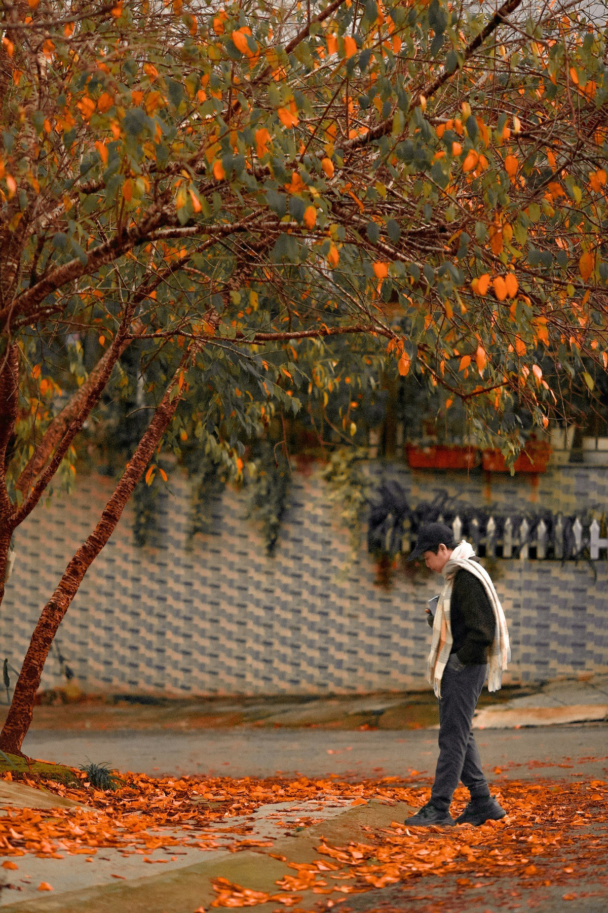 Sắc đỏ và vàng của lá phong không chỉ đẹp khi còn trên cành. Khi rơi xuống mặt đất, lá vẫn giữ được màu tươi, phủ kín lối đi trong rừng, tạo thành “tấm thảm” tự nhiên đầy cuốn hút. Ảnh Nguyễn Tiến Đạt