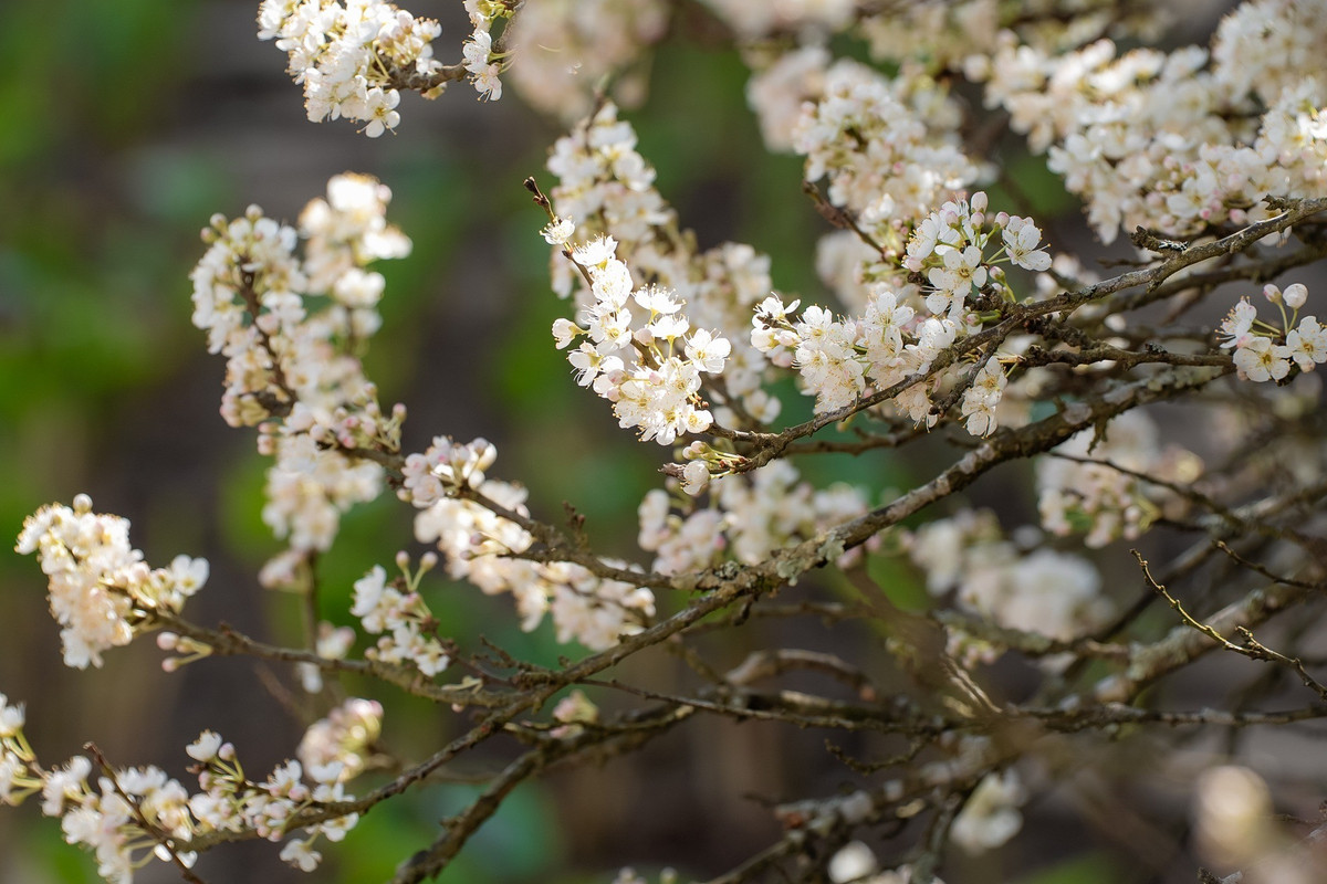 Giữa độ cao hơn 3.100 m, một “thiên đường hoa mận” bất ngờ hiện ra, khiến nhiều du khách ngỡ như đang lạc bước giữa cao nguyên Mộc Châu mùa xuân nơi sắc trắng hoa mận từ lâu đã trở thành biểu tượng. Ảnh Sun World Fansipan Legend