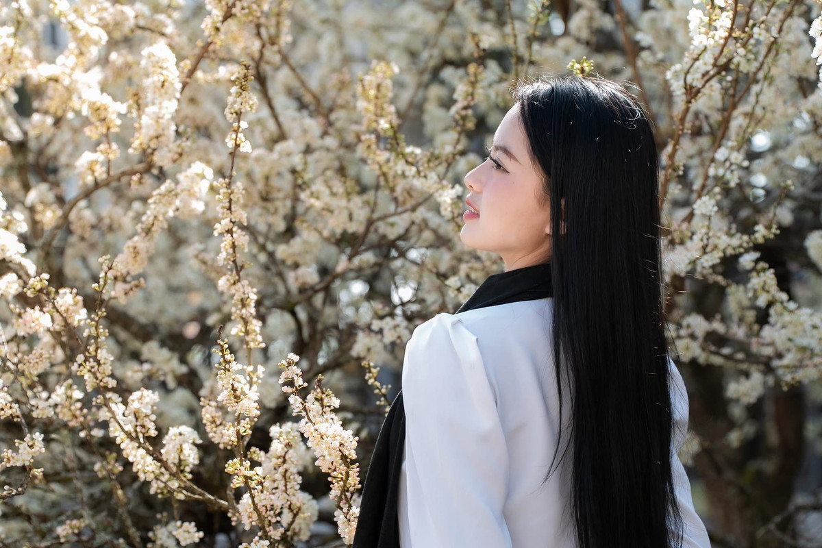 Ngay tại khu vực ga đến tàu hỏa leo núi Mường Hoa thuộc Sun World Fansipan Legend, cây mận cổ thụ cao hơn 4 m đang trở thành tâm điểm của mọi ánh nhìn. Tán cây xòe rộng, phủ kín những chùm hoa trắng xóa, từng cánh hoa nhỏ mịn rung rinh trong gió, tạo nên khung cảnh nên thơ hiếm thấy giữa không gian núi non hùng vĩ. Ảnh Sun World Fansipan Legend