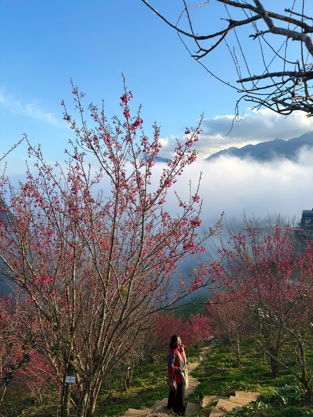 Không chỉ có cây mận cổ thụ đang “gây sốt”, khu vực vườn hoa Ngũ Sắc trên đỉnh Fansipan cũng bước vào thời điểm đẹp nhất trong năm. Những hàng hoa anh đào bắt đầu bung nở, khoe sắc hồng dịu dàng trong nắng xuân. Ảnh Vivu Vietnam
