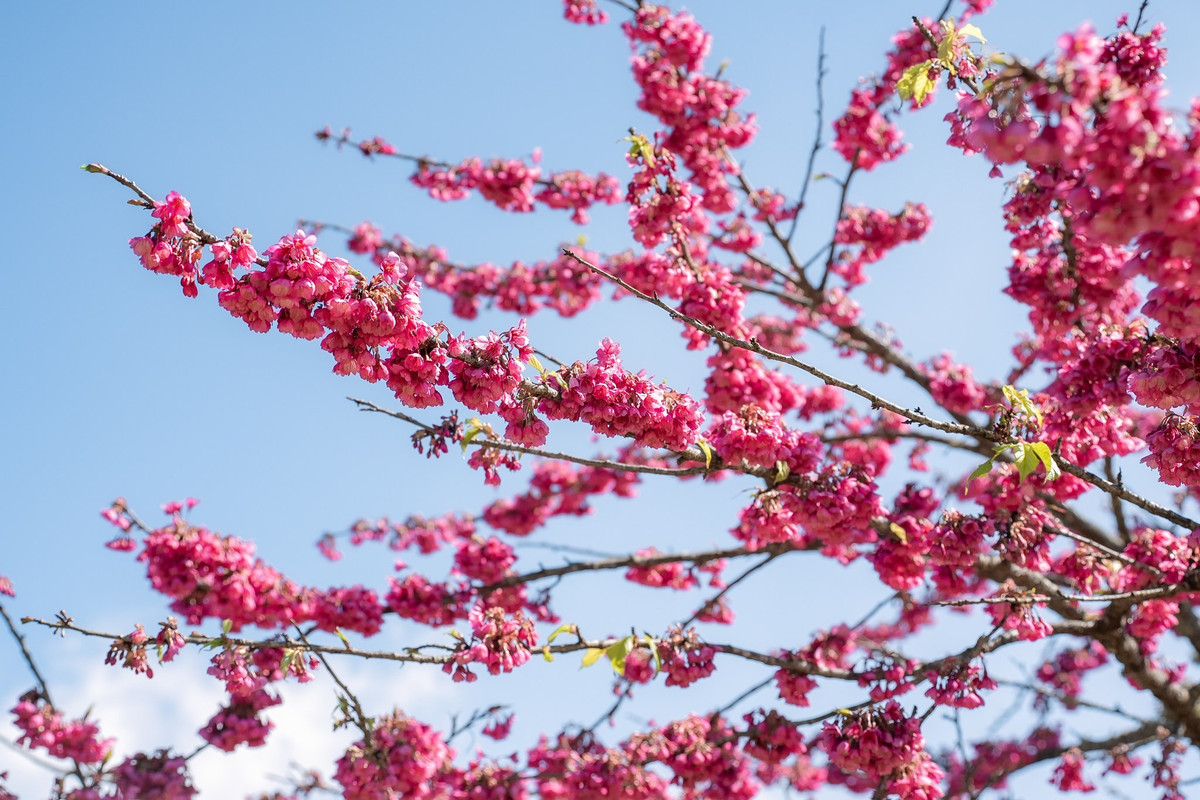 Không phô trương, không ồn ào, Fansipan mùa mận nở mang đến cho du khách cảm giác an yên hiếm có. Đó là mùa xuân của sắc trắng tinh khôi, của mây trời bảng lảng và của những khoảnh khắc khiến người ta muốn dừng lại thật lâu, để ghi nhớ một Fansipan rất khác dịu dàng và đầy chất thơ. Ảnh Sun World Fansipan Legend