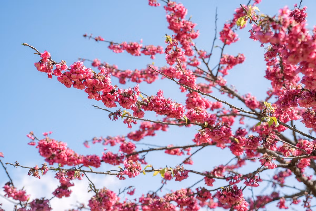 Không phô trương, không ồn ào, Fansipan mùa mận nở mang đến cho du khách cảm giác an yên hiếm có. Đó là mùa xuân của sắc trắng tinh khôi, của mây trời bảng lảng và của những khoảnh khắc khiến người ta muốn dừng lại thật lâu, để ghi nhớ một Fansipan rất khác dịu dàng và đầy chất thơ. Ảnh Sun World Fansipan Legend