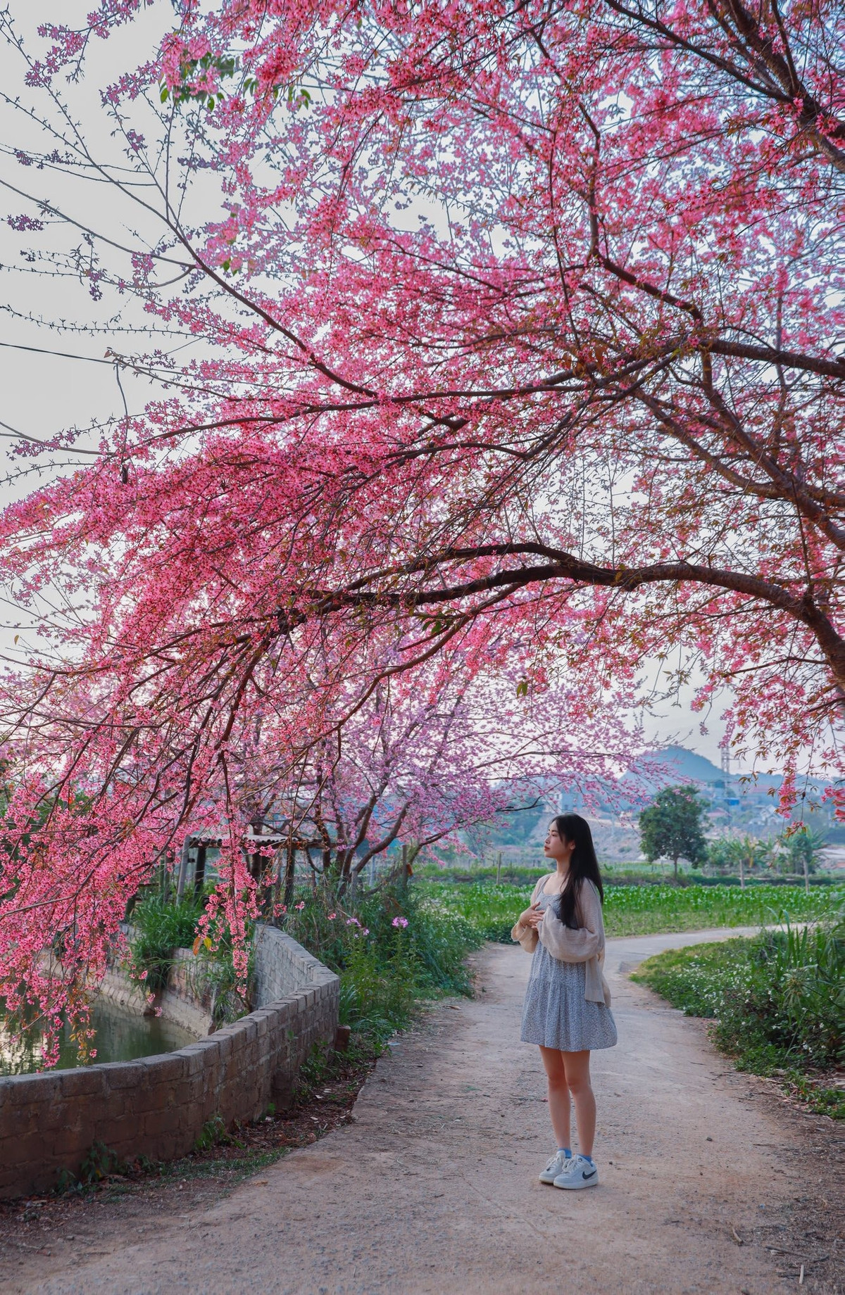 Ánh nắng buổi sáng và xế chiều cũng được đánh giá là “thời điểm vàng” để ghi lại màu hoa trong trẻo, hạn chế gắt sáng.