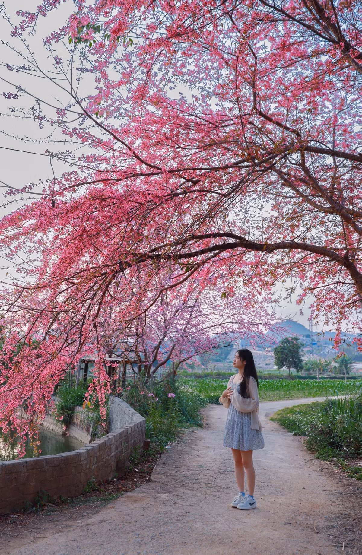 Ánh nắng buổi sáng và xế chiều cũng được đánh giá là “thời điểm vàng” để ghi lại màu hoa trong trẻo, hạn chế gắt sáng.