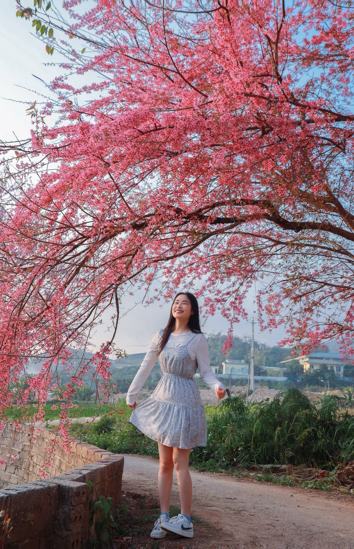 Thời điểm hoa nở rộ đẹp nhất thường chỉ khoảng 7–10 ngày, vì vậy du khách nên tranh thủ lên lịch sớm để không bỏ lỡ.