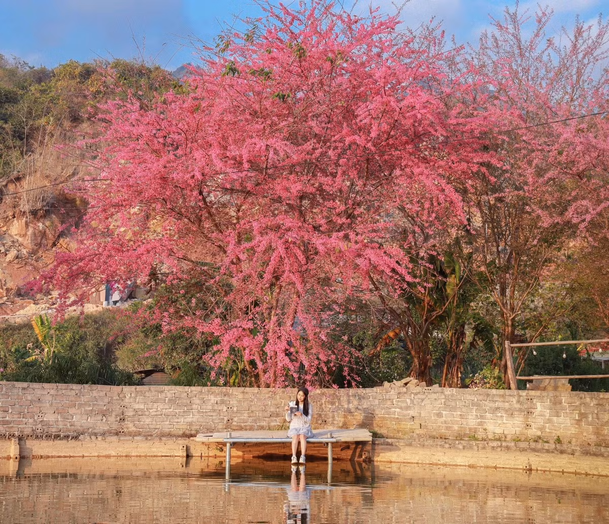 Khi tham quan, chụp ảnh tại khu vực này, du khách cần lưu ý giữ gìn vệ sinh chung, không bẻ cành, rung lắc cây hoặc xả rác. Đây là khu vực gần cơ sở y tế, vì vậy cần di chuyển nhẹ nhàng, nói chuyện vừa phải để không ảnh hưởng đến sinh hoạt xung quanh.