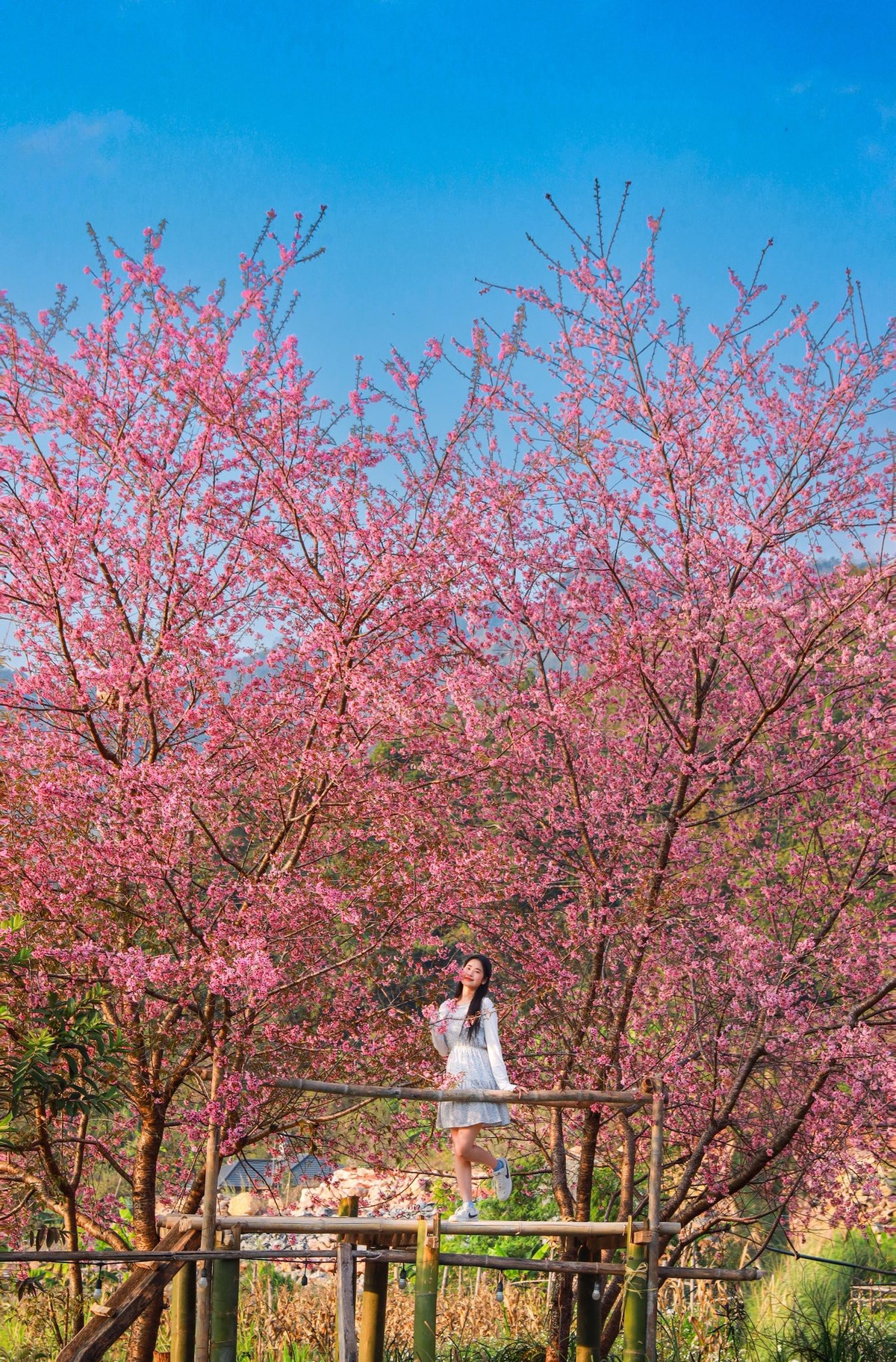 Theo ghi nhận, mai anh đào tại đây đang vào giai đoạn đẹp nhất: hoa nở đồng loạt, ít lá, màu hồng phấn đậm, tạo cảm giác bồng bềnh, lãng mạn.