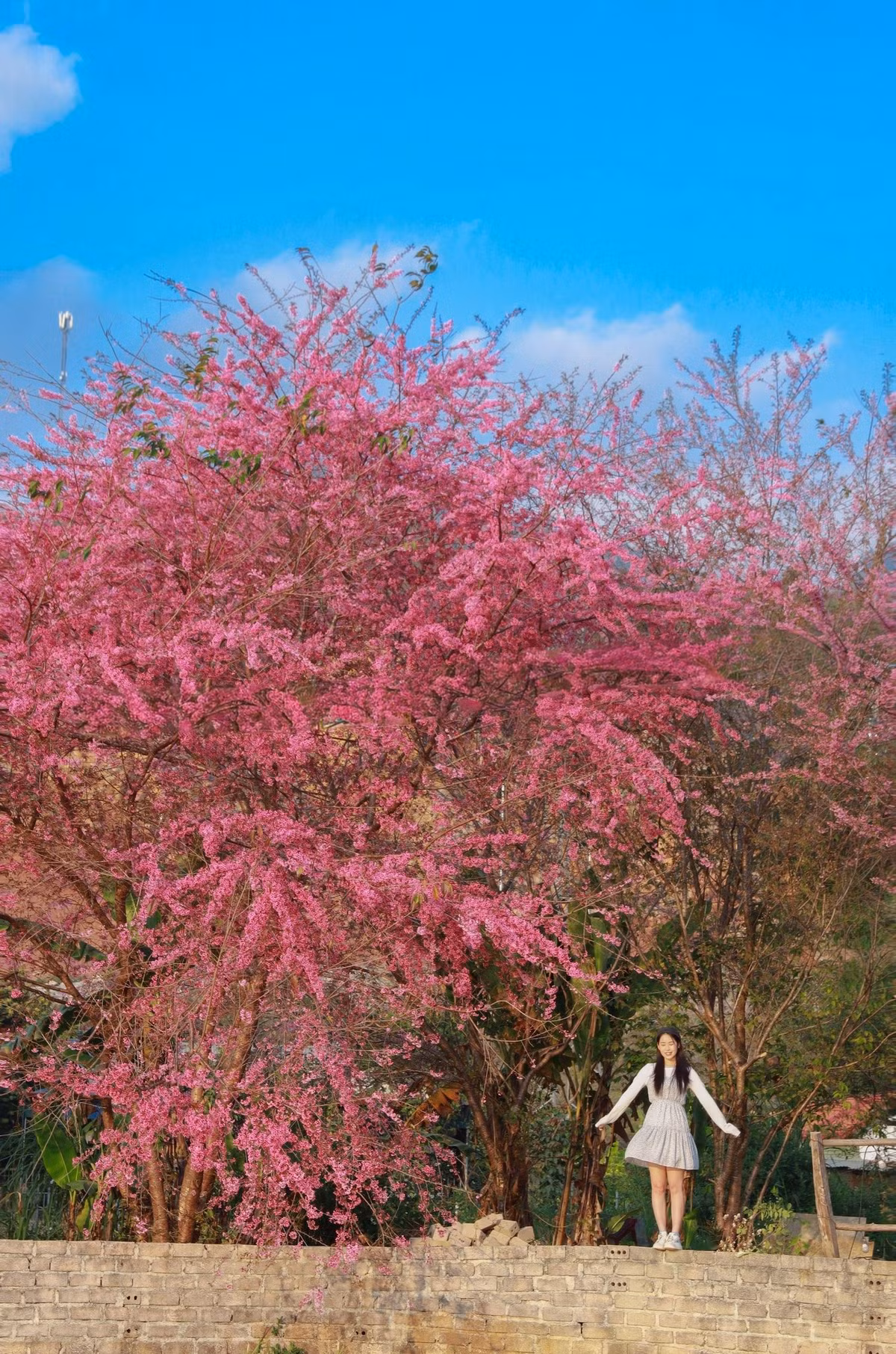 Bên cạnh những điểm đến quen thuộc như rừng thông Bản Áng, thác Dải Yếm hay các nông trường chè, sự xuất hiện của những tọa độ mai anh đào mới đang góp phần làm phong phú thêm trải nghiệm du lịch Mộc Châu mùa xuân. Những mảng hồng dịu dàng giữa núi rừng không chỉ thu hút người yêu nhiếp ảnh mà còn khiến du khách thêm lý do quay lại cao nguyên mỗi độ Tết đến, xuân về.