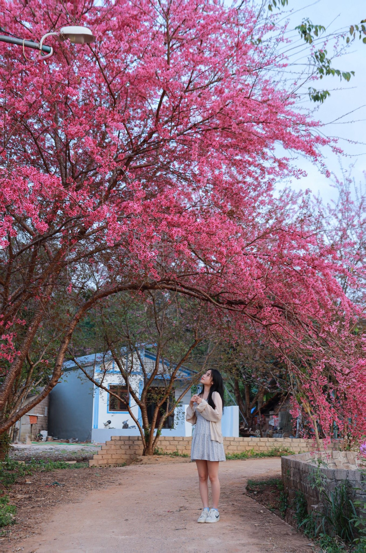 Chỉ cần đứng ở những lối đi nhỏ, bờ tường gạch hay băng ghế cạnh mặt nước, du khách đã có thể dễ dàng sở hữu những khung hình “đậm chất mùa xuân”.