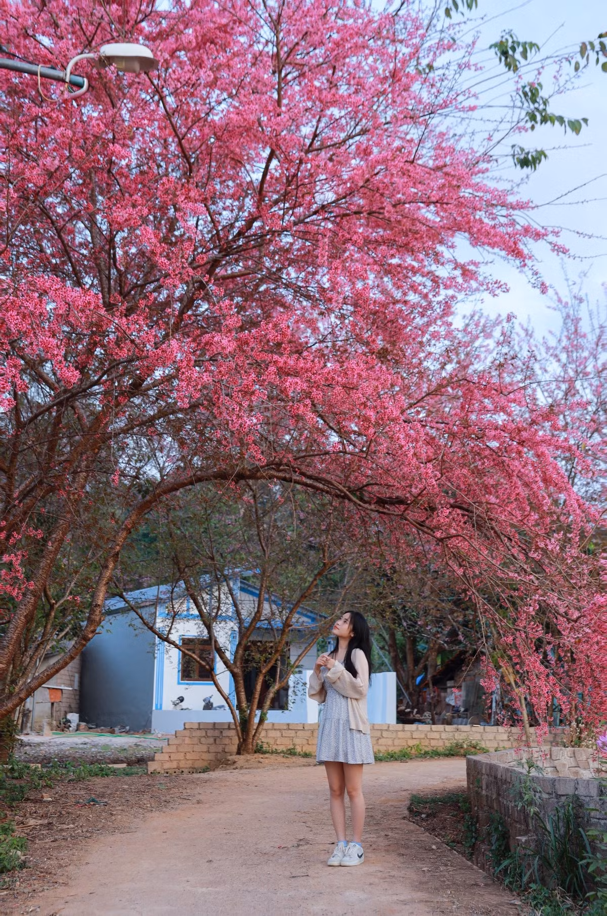 Chỉ cần đứng ở những lối đi nhỏ, bờ tường gạch hay băng ghế cạnh mặt nước, du khách đã có thể dễ dàng sở hữu những khung hình “đậm chất mùa xuân”.