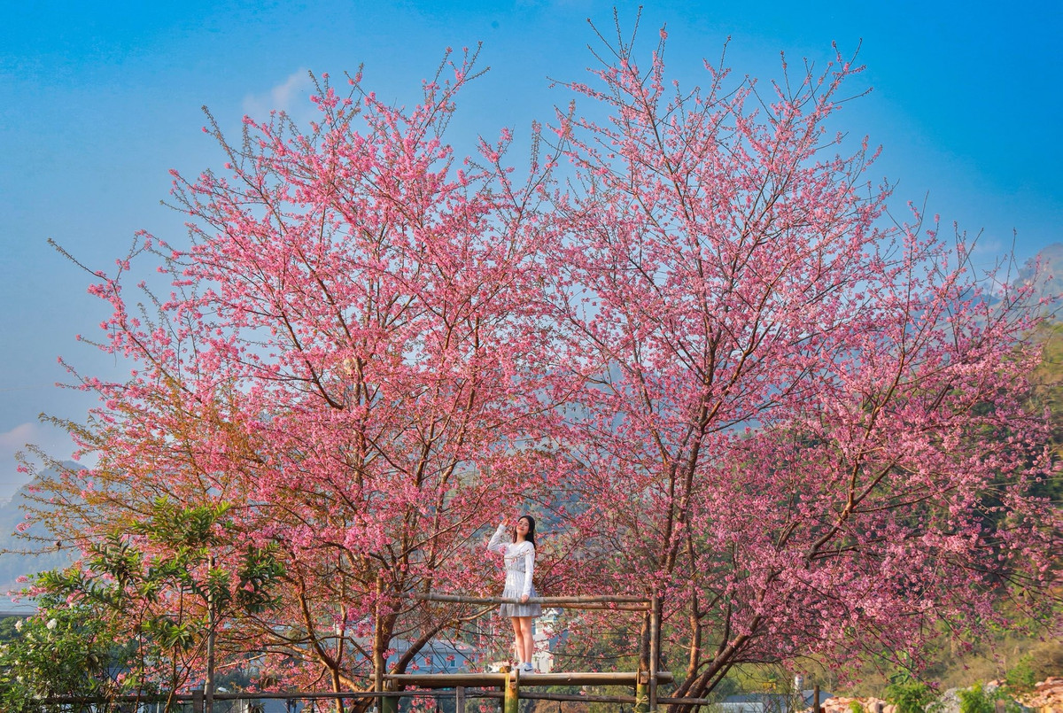 Những ngày gần đây, cao nguyên Mộc Châu (Sơn La) tiếp tục “ghi điểm” với du khách khi một điểm chụp mai anh đào mới được nhiều người truyền tai nhau. Khu vực nằm ngay phía sau Bệnh viện Đa khoa Mộc Châu bất ngờ trở thành tâm điểm nhờ hàng mai anh đào nở rộ, cành rủ mềm mại, hoa dày và sắc hồng tươi nổi bật giữa nền trời trong xanh.