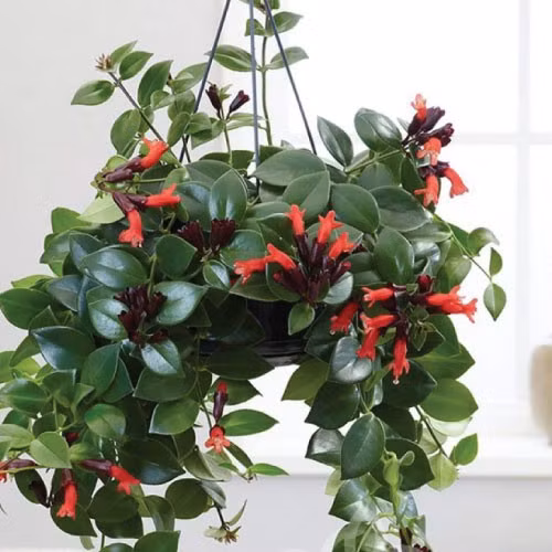 Hoa son môi ưa ánh sáng tán xạ, tức là môi trường sáng nhưng không có nắng gắt chiếu trực tiếp. Vị trí phù hợp nhất là gần cửa sổ có rèm mỏng hoặc ban công có mái che. Ảnh Ảnh shutterstock