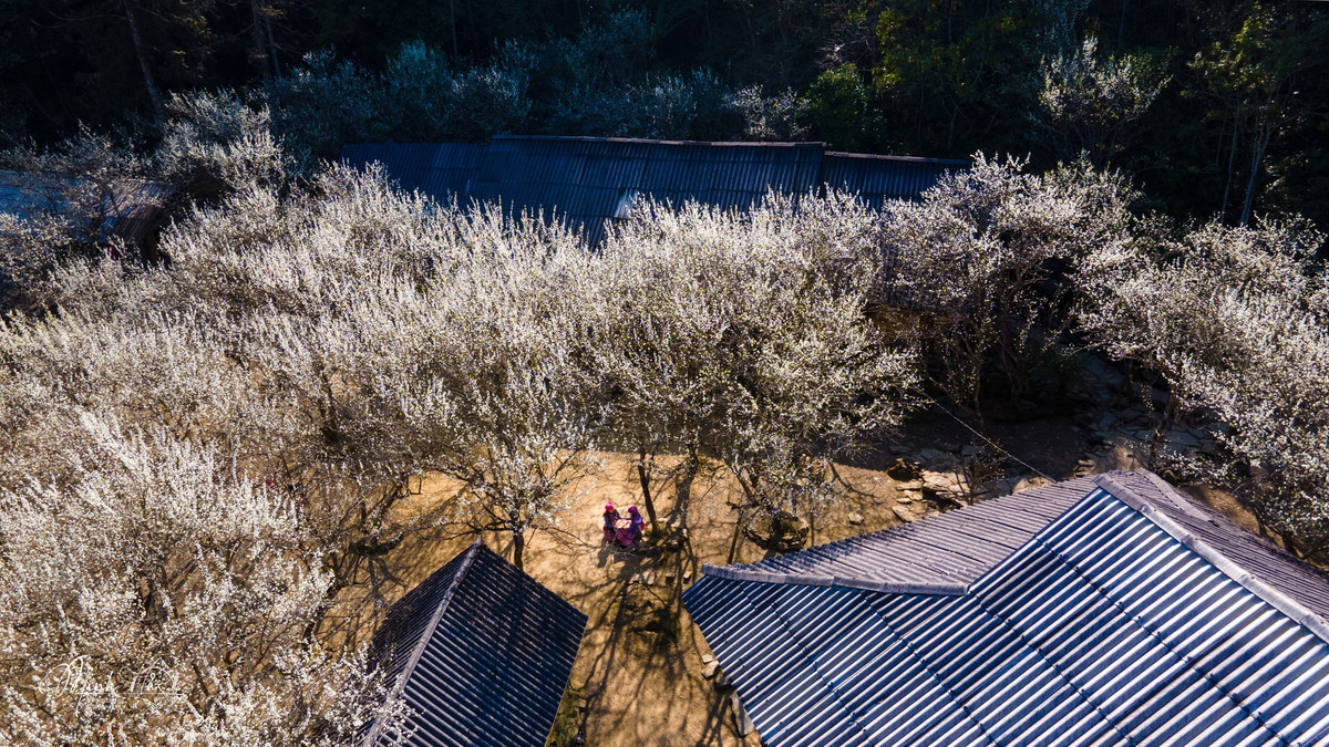 Những ngày giữa tháng 2, xã Lùng Phình (xã Tả Van Chư cũ), tỉnh Lào Cai như bước vào mùa đẹp nhất trong năm. Trên các triền đồi, dọc lối mòn, bên hàng rào đá hay quanh những nếp nhà người Mông, hoa mận bung nở trắng xóa, phủ kín không gian bằng vẻ tinh khôi đặc trưng của vùng cao Tây Bắc.