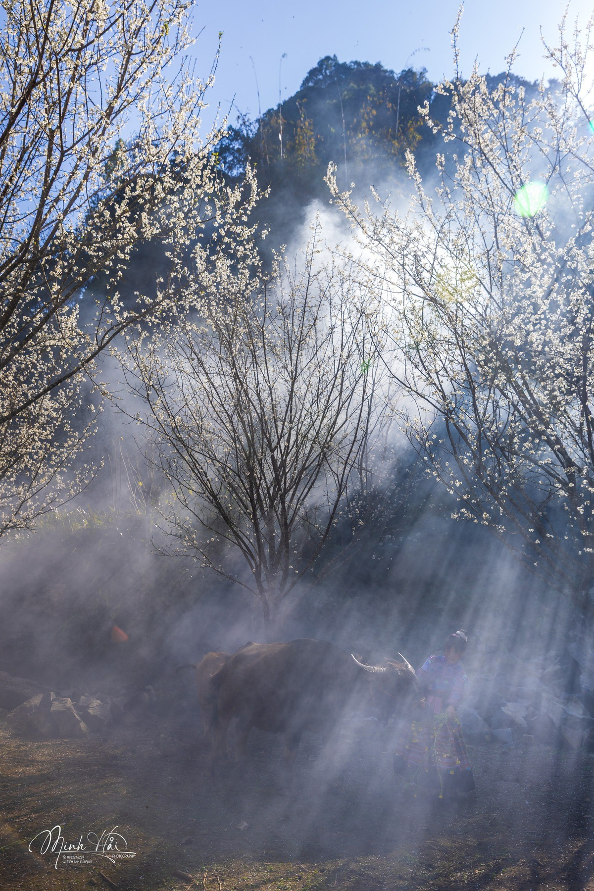 Người dân nơi đây xem mận hậu là sản vật quý. Mùa hè, quả chín vào khoảng tháng 6–7 âm lịch, có màu tím sậm, vị ngọt đậm, giòn và thơm. Nhưng trước khi vào mùa thu hoạch, chính mùa hoa đã trở thành “lời mời gọi” du khách tìm về.