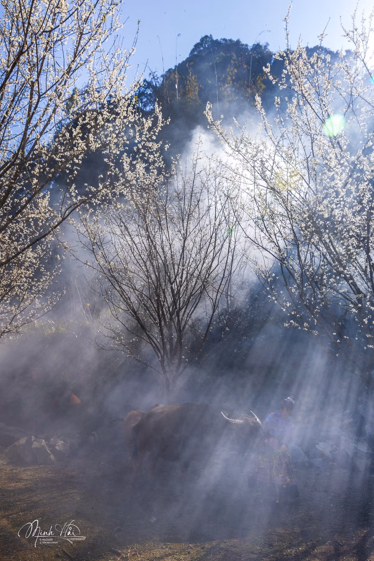 Người dân nơi đây xem mận hậu là sản vật quý. Mùa hè, quả chín vào khoảng tháng 6–7 âm lịch, có màu tím sậm, vị ngọt đậm, giòn và thơm. Nhưng trước khi vào mùa thu hoạch, chính mùa hoa đã trở thành “lời mời gọi” du khách tìm về.