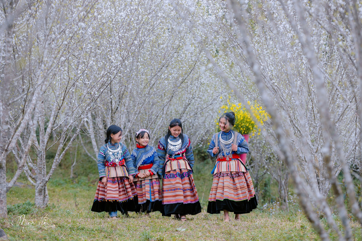 Để chiêm ngưỡng trọn vẹn vẻ đẹp hoa mận, du khách nên ghé thăm vườn vào khoảng 9h sáng hoặc đầu giờ chiều. Đây là lúc sương đã tan, ánh sáng dịu, thuận lợi cho việc tham quan và chụp ảnh. Nếu đi quá sớm, sương mù dày dễ che khuất cảnh vật; còn chiều muộn, nắng tắt nhanh, khung hình sẽ thiếu độ trong trẻo.