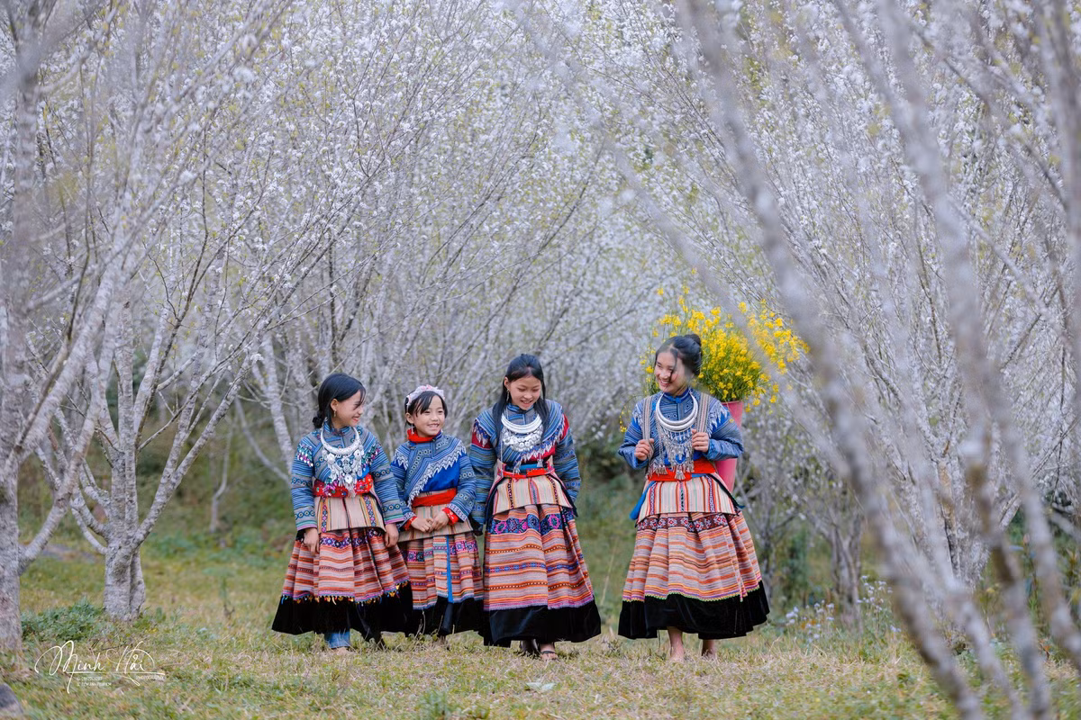 Để chiêm ngưỡng trọn vẹn vẻ đẹp hoa mận, du khách nên ghé thăm vườn vào khoảng 9h sáng hoặc đầu giờ chiều. Đây là lúc sương đã tan, ánh sáng dịu, thuận lợi cho việc tham quan và chụp ảnh. Nếu đi quá sớm, sương mù dày dễ che khuất cảnh vật; còn chiều muộn, nắng tắt nhanh, khung hình sẽ thiếu độ trong trẻo.