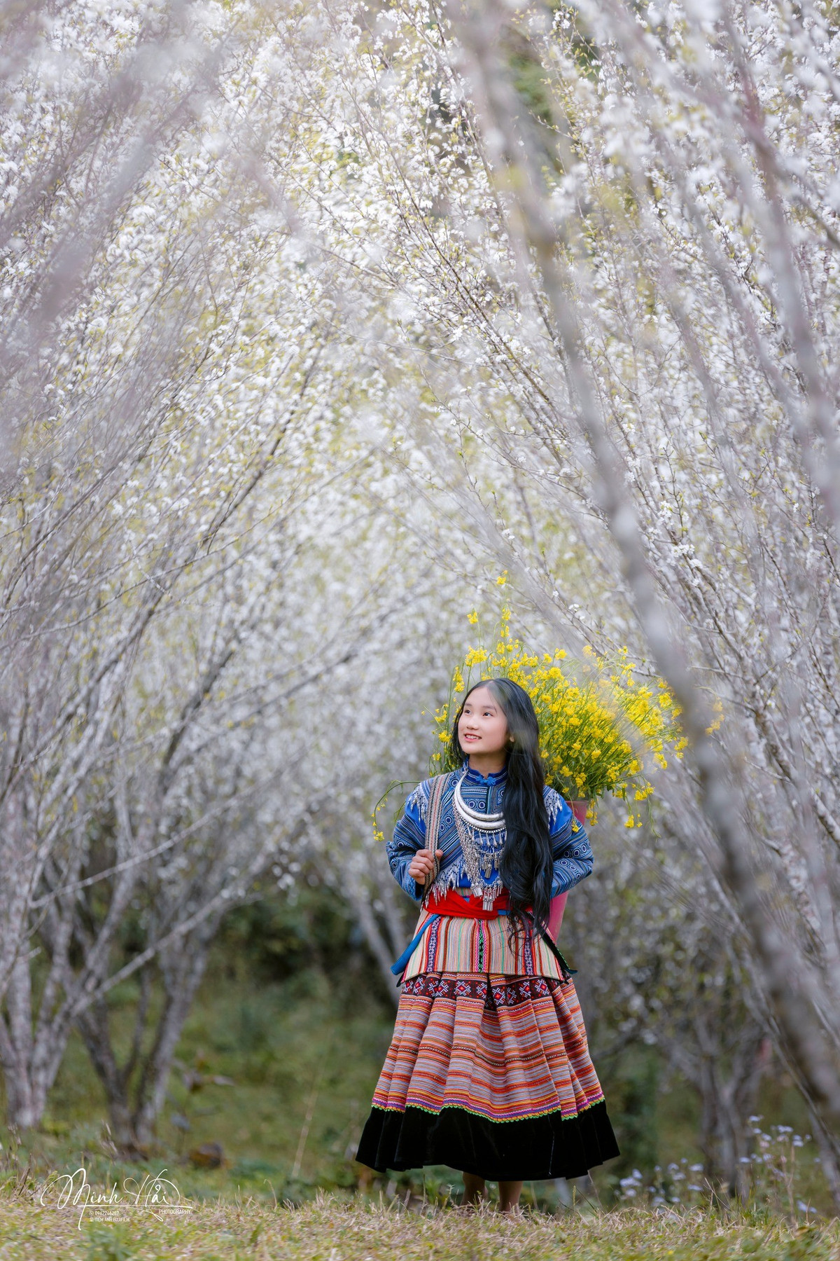 Mùa hoa mận Lùng Phình không ồn ào, không rực rỡ theo cách phô trương, mà lặng lẽ níu chân người bằng vẻ đẹp nguyên sơ và bình yên hiếm có. Giữa nhịp sống hiện đại, cao nguyên nhỏ bé ấy vẫn giữ cho mình nhịp xuân riêng nhẹ nhàng, tinh khôi và đầy thương nhớ.