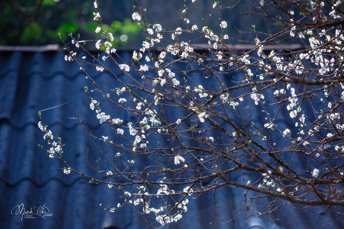 Những vườn mận trải dài khắp thung lũng, từ ven nhà đến triền đồi, tạo nên không gian du lịch tự nhiên giàu bản sắc. Du khách không chỉ ngắm hoa mà còn có cơ hội tìm hiểu đời sống người Mông, thưởng thức nhịp sống chậm và vẻ đẹp mộc mạc của cao nguyên.