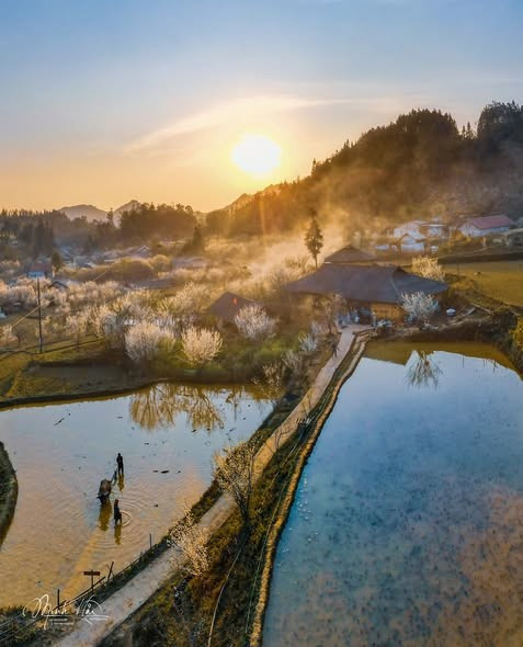 Trong không gian núi rừng bảng lảng sương, sắc trắng hoa mận nổi bật trên nền trời xanh, điểm xuyết sắc hồng hoa đào và vàng hoa cải. Tất cả hòa quyện tạo nên bức tranh nhiều tầng màu, vừa rực rỡ vừa dịu dàng, khiến bất cứ ai ghé qua cũng khó lòng rời mắt.