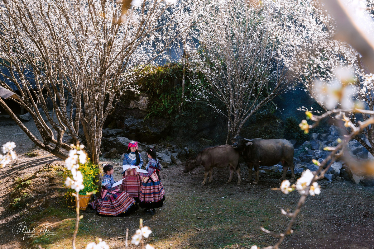 Giữa tháng 2, những nụ hoa mới bắt đầu bung cánh và chỉ kéo dài chừng 2–3 tuần, tùy thời tiết. Chính sự ngắn ngủi ấy khiến mùa hoa nơi đây càng thêm đáng giá.