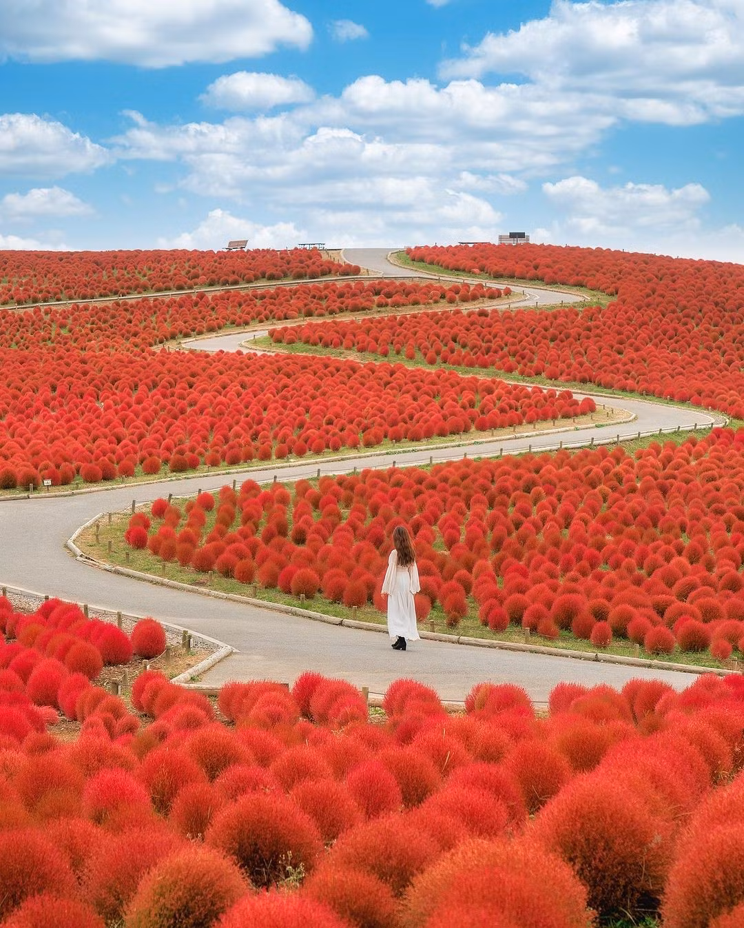 Nơi ngắm Kochia nổi tiếng nhất chính là công viên Hitachi Seaside thuộc tỉnh Ibaraki, cách thủ đô Tokyo khoảng hai giờ đi tàu. Ảnh dulichviet