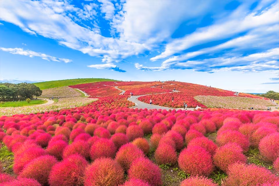 Ngày nay, khi được trồng làm cảnh, Kochia không chỉ mang lại vẻ đẹp rực rỡ cho Ibaraki mà còn trở thành biểu tượng của mùa thu nơi đây, góp phần đưa Hitachi Seaside thành một trong những điểm du lịch nổi tiếng nhất Nhật Bản. Ảnh dulichviet
