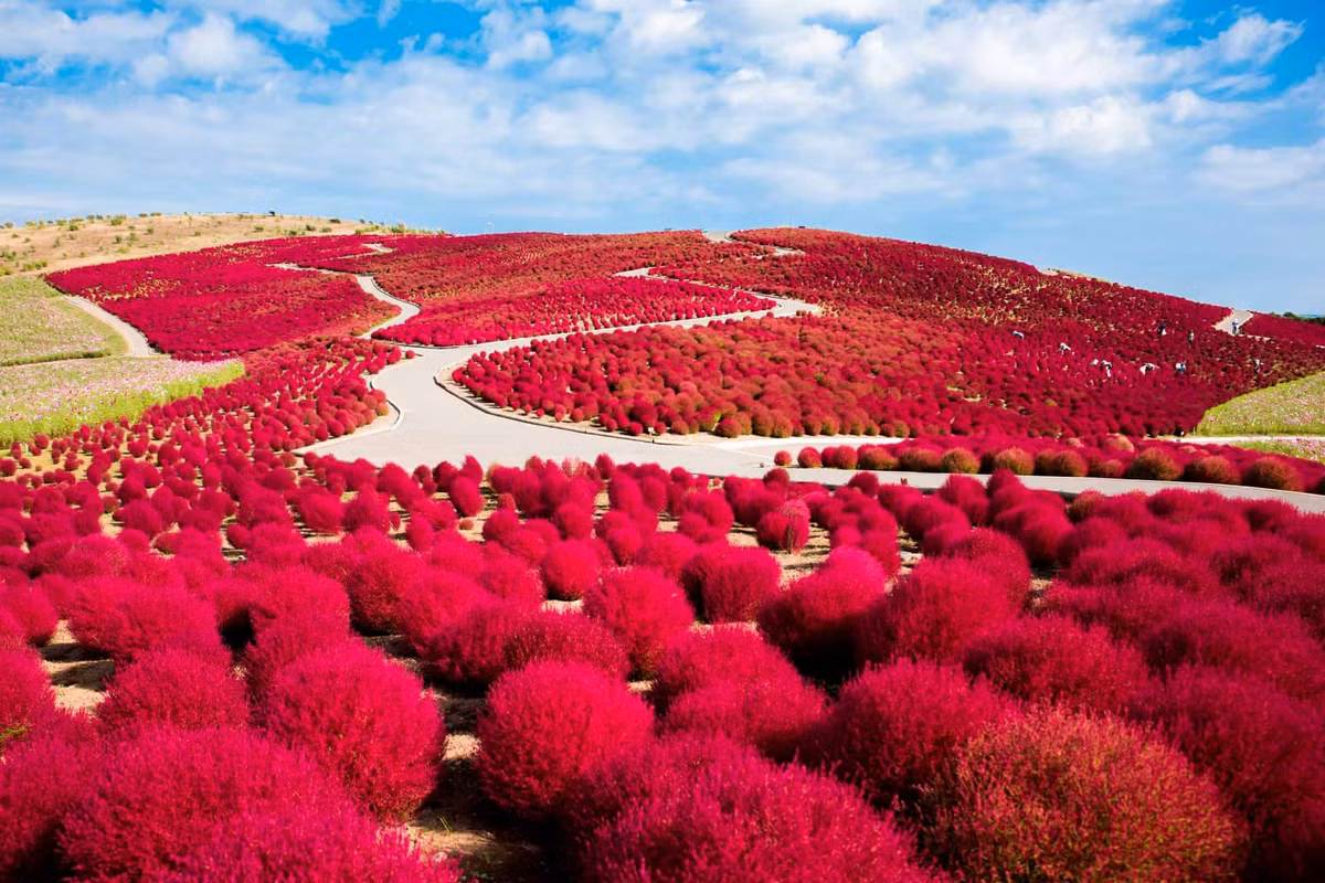 Mỗi mùa trong năm, Nhật Bản đều khoác lên mình một vẻ đẹp riêng: mùa xuân hồng rực hoa anh đào, mùa hè xanh mướt cẩm tú cầu, mùa đông trắng xóa tuyết phủ. Ảnh dulichviet