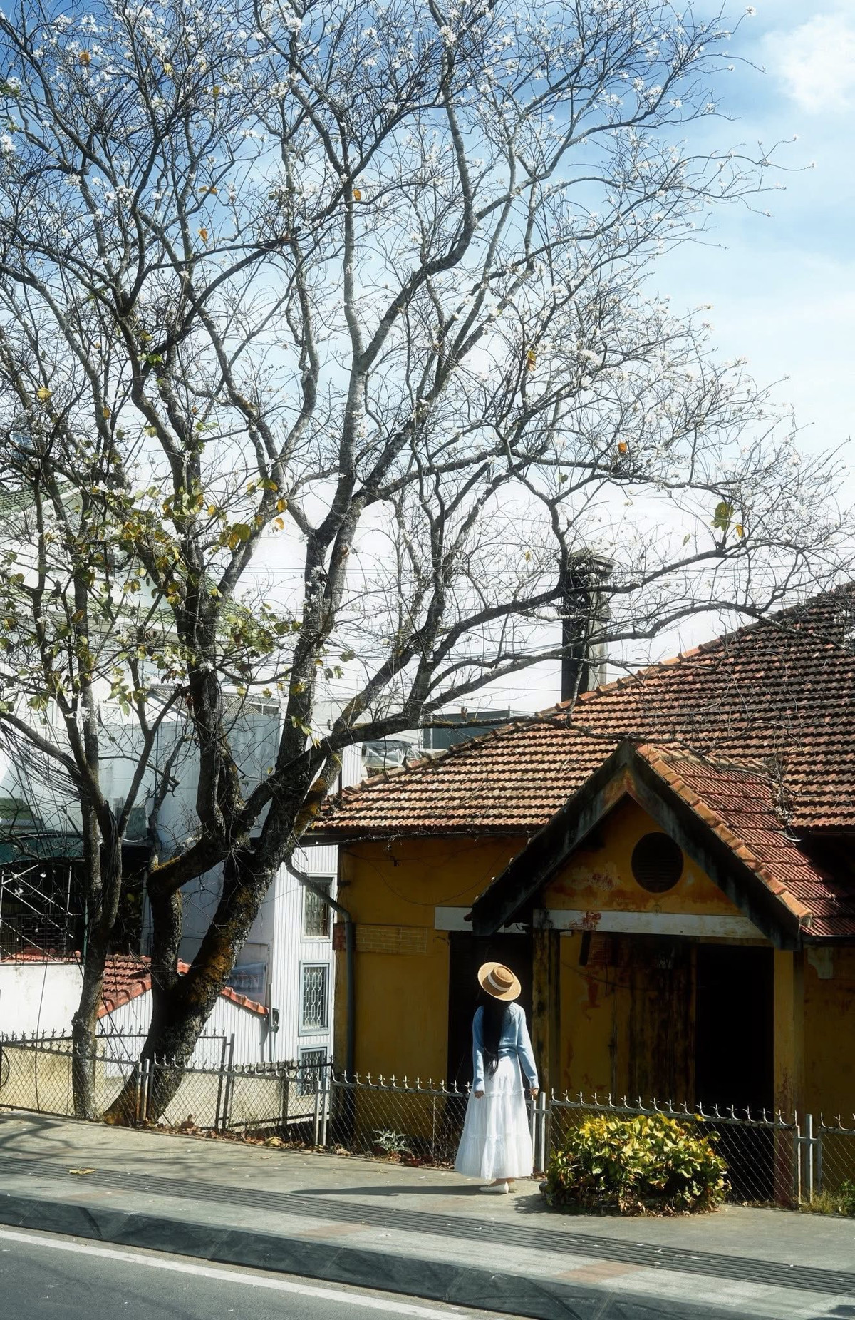 Hoa ban trắng thường có 5 cánh mỏng, mọc gần đầu cành, đường kính khoảng 10–15 cm. Nhụy nhỏ nhưng giàu mật, thu hút ong bướm bay về, làm không gian thêm phần sinh động. Ảnh Như Diễm