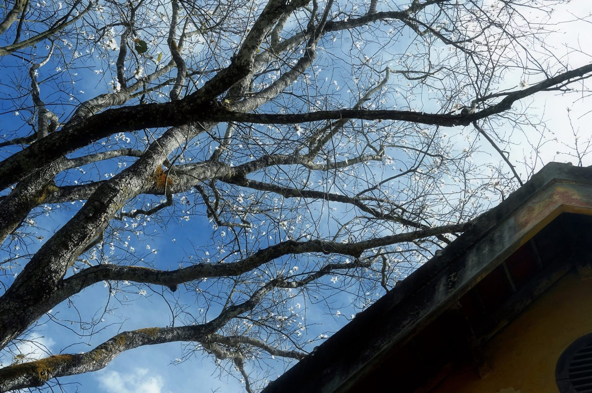 Không rực rỡ như mai đào, hoa ban trắng đến với Đà Lạt bằng vẻ đẹp tinh khôi và lặng lẽ. Loài hoa vốn gắn với núi rừng Tây Bắc khi hiện diện ở phố núi lại mang một sắc thái khác mềm mại, dịu dàng và đậm chất thơ. Ảnh Như Diễm