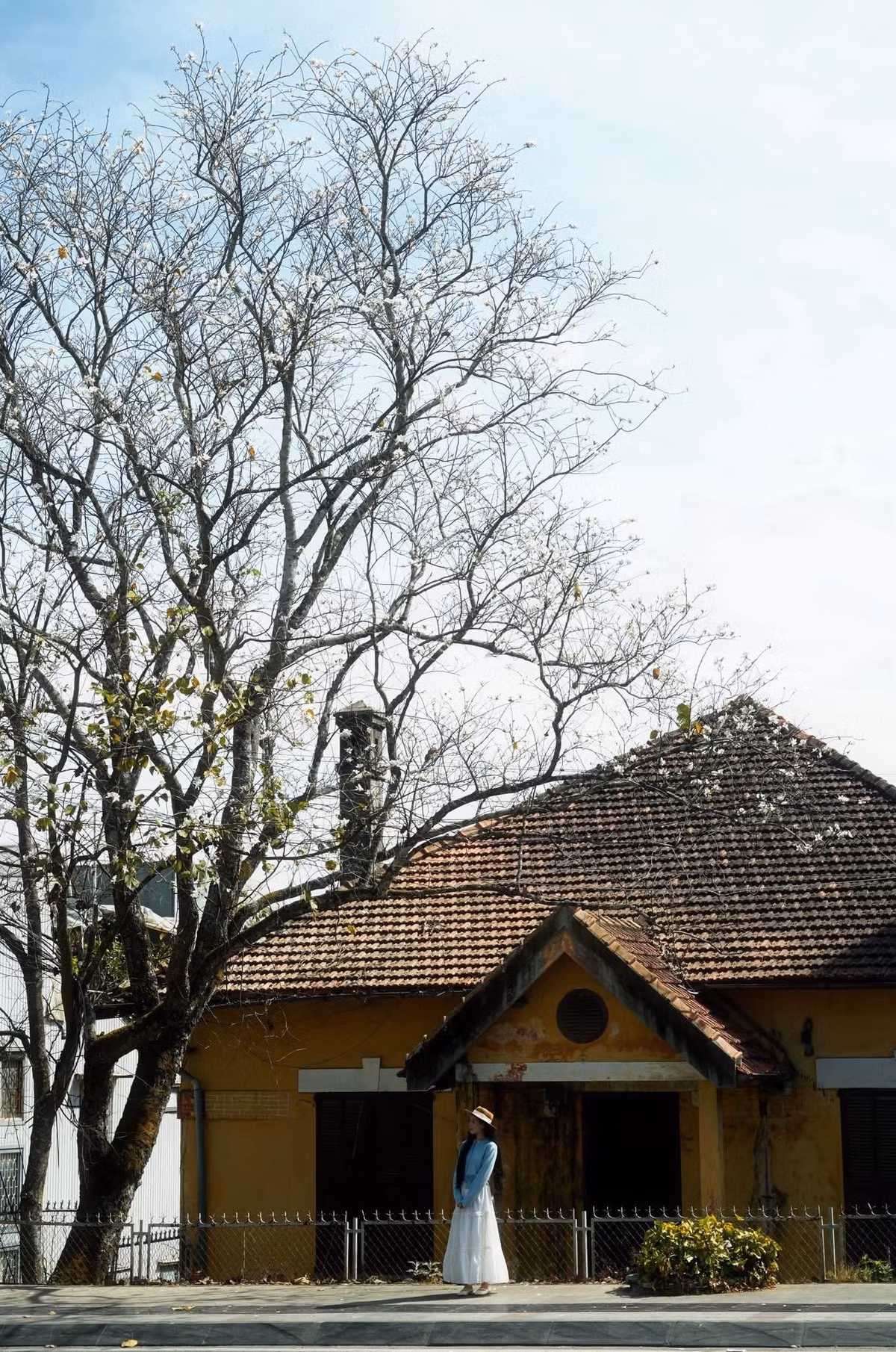 Dưới nắng nhẹ cao nguyên, từng chùm ban trắng đung đưa theo gió, mỏng manh như sương. Những tán cây phủ hoa trắng xóa hòa cùng bầu trời xanh tạo nên khung cảnh mơ màng, đặc trưng chỉ có ở Đà Lạt mùa xuân. Ảnh Như Diễm