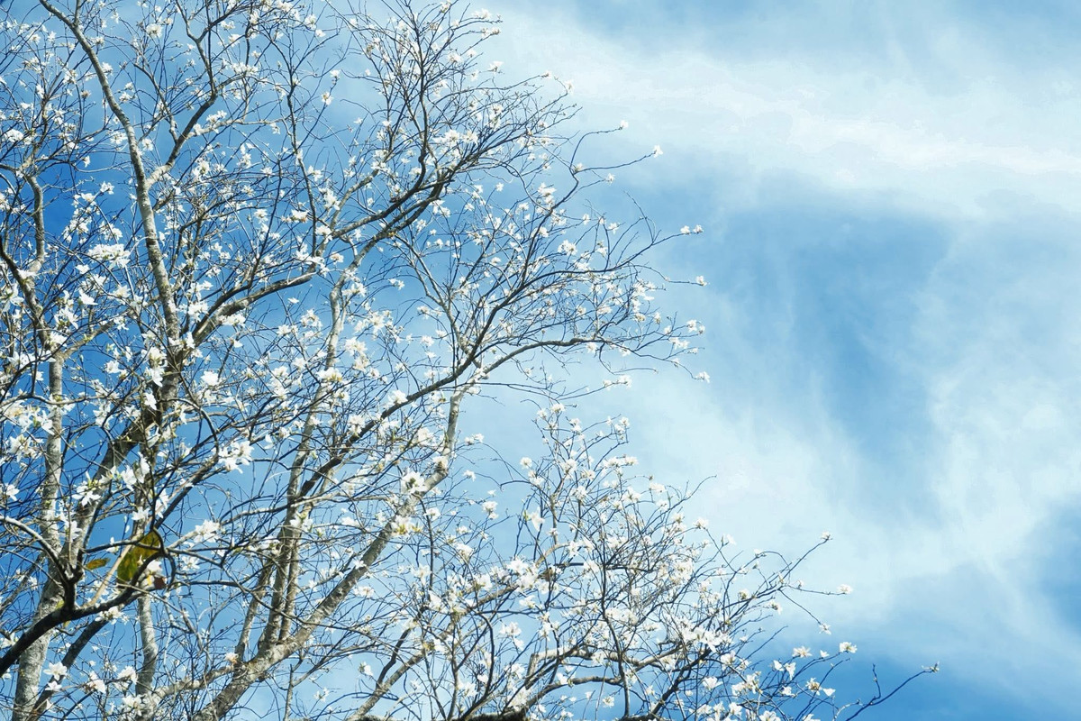 Sau khoảng thời gian trút lá vào cuối đông, cây ban bắt đầu khoe sắc khi xuân về. Những cành khẳng khiu bỗng phủ kín hoa, tạo nên vẻ đẹp vừa mong manh vừa đầy sức sống. Ảnh Thu Thảo