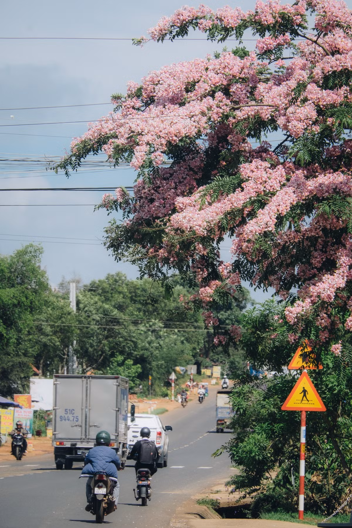 Chị Thảo Nguyên Lê Bùi (người kinh doanh cà phê sống tại địa phương) chia sẻ rằng đây là thời điểm đẹp nhất trong năm để ngắm muồng hoa đào. “Cây mọc nhiều dọc theo quốc lộ, lại nằm ở khu vực thoáng đãng nên rất thuận tiện cho mọi người dừng chân chụp ảnh, chiêm ngưỡng. Khách từ các nơi cũng tìm đến nhiều hơn mỗi khi hoa nở rộ."