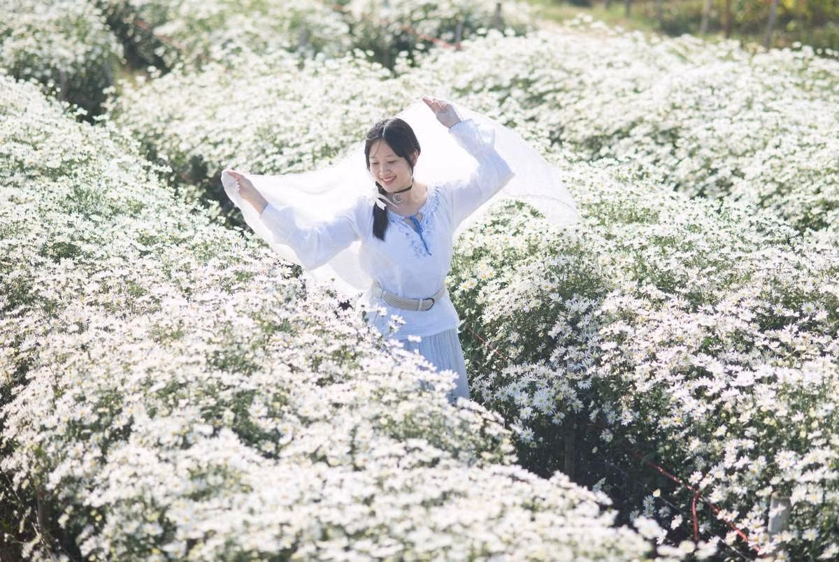 Mỗi độ gió mùa về, Hà Nội lại biến thành “thành phố của hoa”. Từ những gánh hàng rong chở cúc họa mi trắng muốt len lỏi khắp phố phường, đến những luống thạch thảo tím dịu ở Nhật Tân, Tây Tựu – tất cả tạo nên bức tranh dịu dàng, lãng mạn của Thủ đô những ngày chớm đông. Ảnh MIA