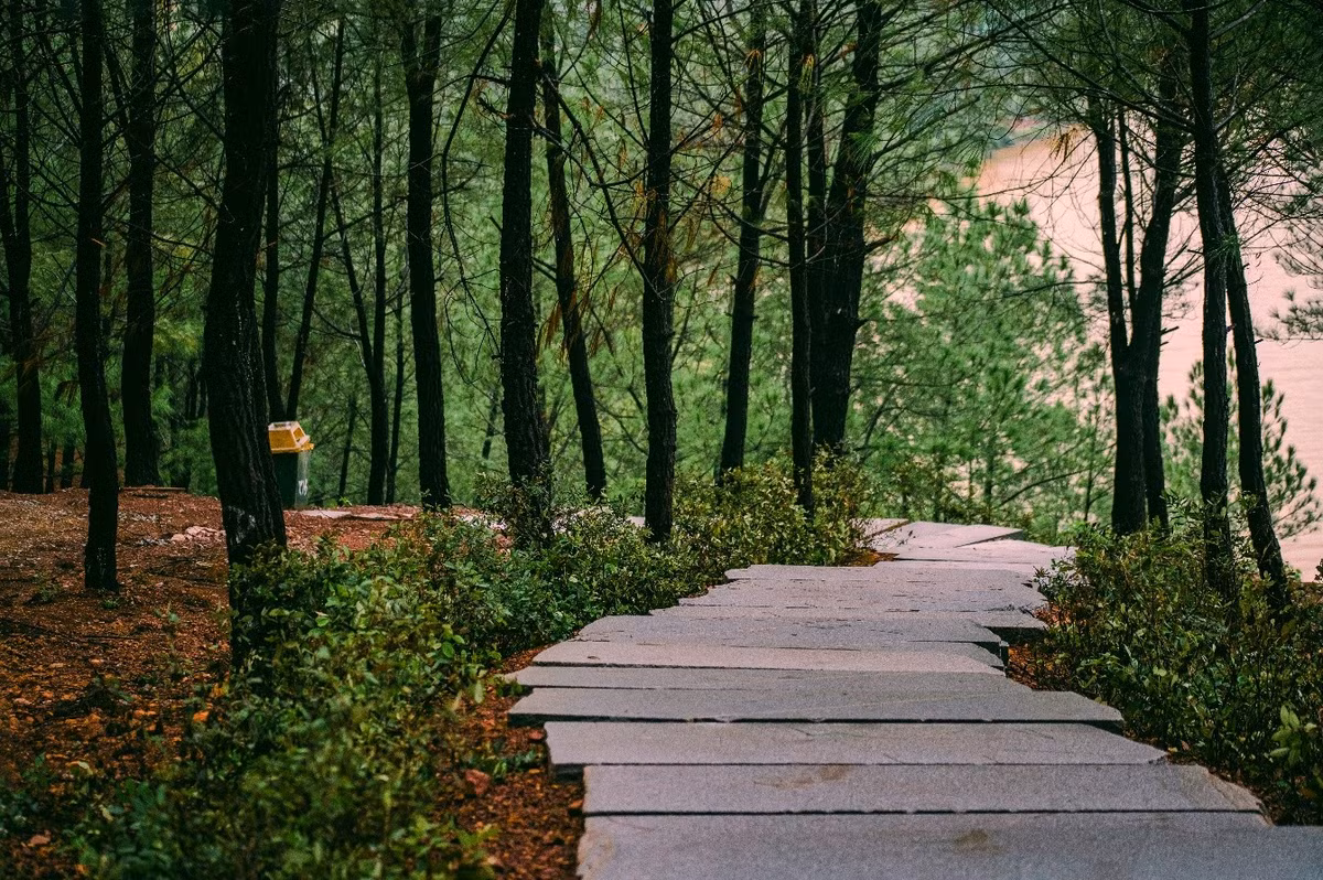 Mỗi mùa trong năm, đồi Vọng Cảnh lại mang một vẻ đẹp riêng. Mùa xuân, thông non đâm chồi xanh mướt. Mùa hè, nắng vàng rực rỡ trải lên mặt sông. Mùa thu, sương sớm phủ mờ khung cảnh, tạo nên vẻ mộng mị khó tả. Ảnh Hải Vân