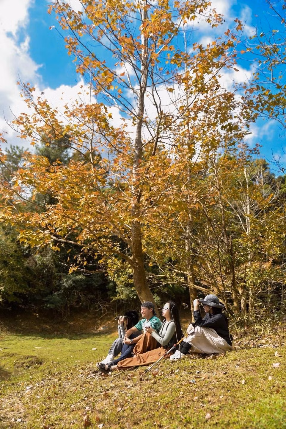 Miền Tây Quảng Trị đang dần trở thành điểm đến hút du khách yêu thiên nhiên, đặc biệt là khi mùa lá phong bắt đầu chuyển sắc. Rừng Phong Hương – còn gọi là Rừng Sau Sau hay Bạch Giao Hương là một trong những thắng cảnh thiên nhiên mới nổi, mang vẻ đẹp lãng mạn tựa phong cảnh mùa thu ở Châu Âu. Ảnh Trúc Dương