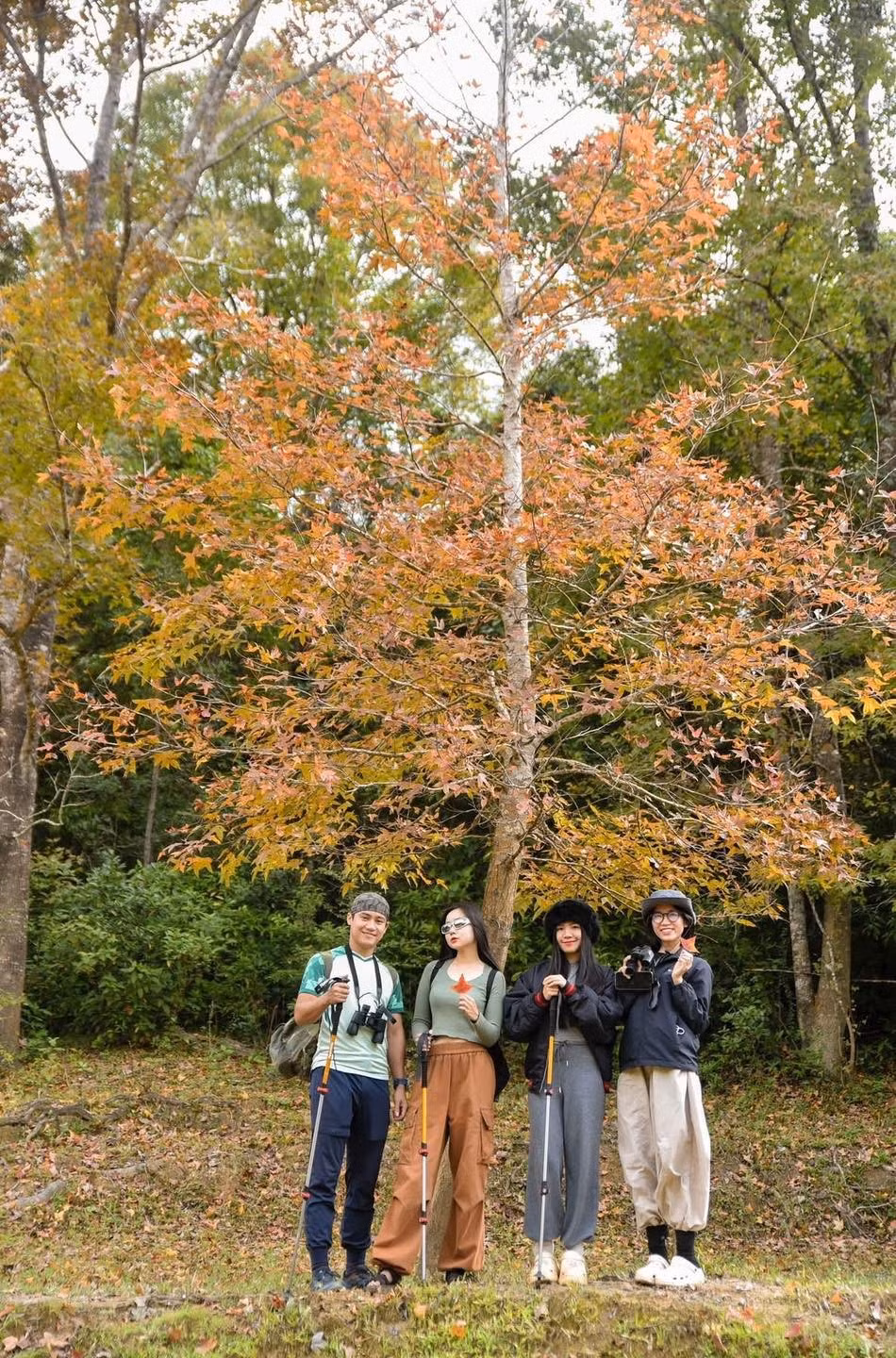 Rừng tọa lạc ven Hồ Thủy điện Rào Quán, thuộc xã Hướng Phùng, tỉnh Quảng Trị. Đây là khu rừng cây gỗ lớn thuộc họ Sau Sau, mọc tự nhiên ven lòng hồ. Ảnh Trúc Dương