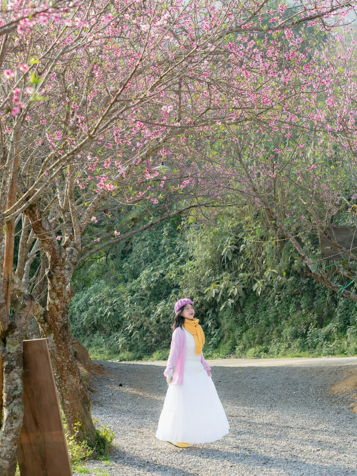 Khác với cao điểm săn mây tháng 11, 12, Tà Xùa thời điểm này khá vắng khách. Không còn cảnh đông đúc, chen chúc, nơi đây trở lại đúng với vẻ trầm lắng vốn có của một bản làng vùng cao. Đây là thời gian lý tưởng cho những ai muốn tìm kiếm một Tà Xùa bình yên, thong thả dạo bước giữa núi rừng, ngắm hoa, uống trà nóng và nghe gió thổi qua sườn núi. Ảnh Đi trốn không