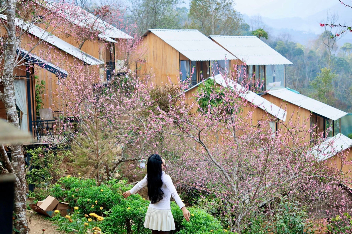 Một số homestay tại đây còn sở hữu những gốc đào nở ngay trước phòng nghỉ, cho phép du khách thưởng hoa ngay khi thức dậy. Tuy nhiên, du khách nên liên hệ hỏi trước chủ nhà để chọn đúng thời điểm hoa còn đẹp. Ảnh Thu Hoà Trần