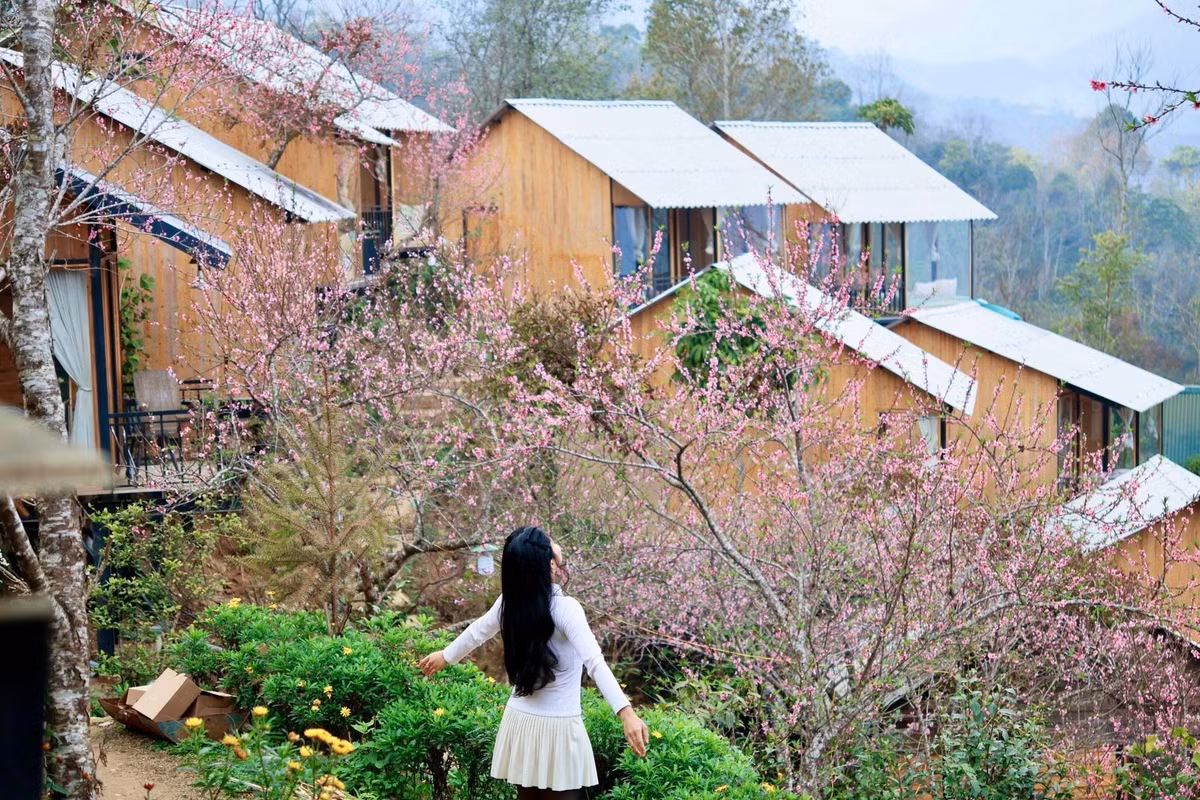 Một số homestay tại đây còn sở hữu những gốc đào nở ngay trước phòng nghỉ, cho phép du khách thưởng hoa ngay khi thức dậy. Tuy nhiên, du khách nên liên hệ hỏi trước chủ nhà để chọn đúng thời điểm hoa còn đẹp. Ảnh Thu Hoà Trần