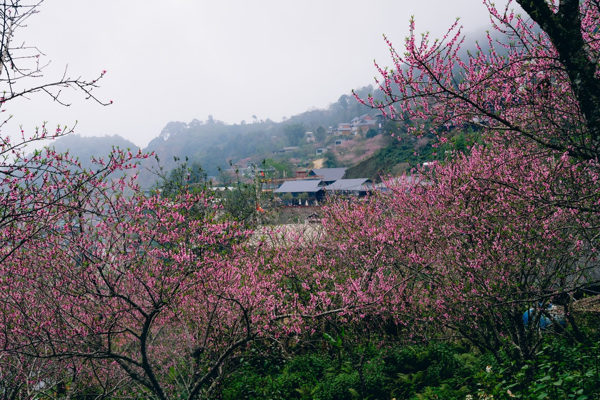 Theo kinh nghiệm của các travel blogger, thời điểm hoa đào đang đẹp nhất là hiện tại và có thể kéo dài khoảng một tuần nữa. Sau đó, hoa sẽ bắt đầu tàn dần theo những cơn mưa xuân và độ ẩm cao đặc trưng của vùng núi. Ảnh Duy Mạnh