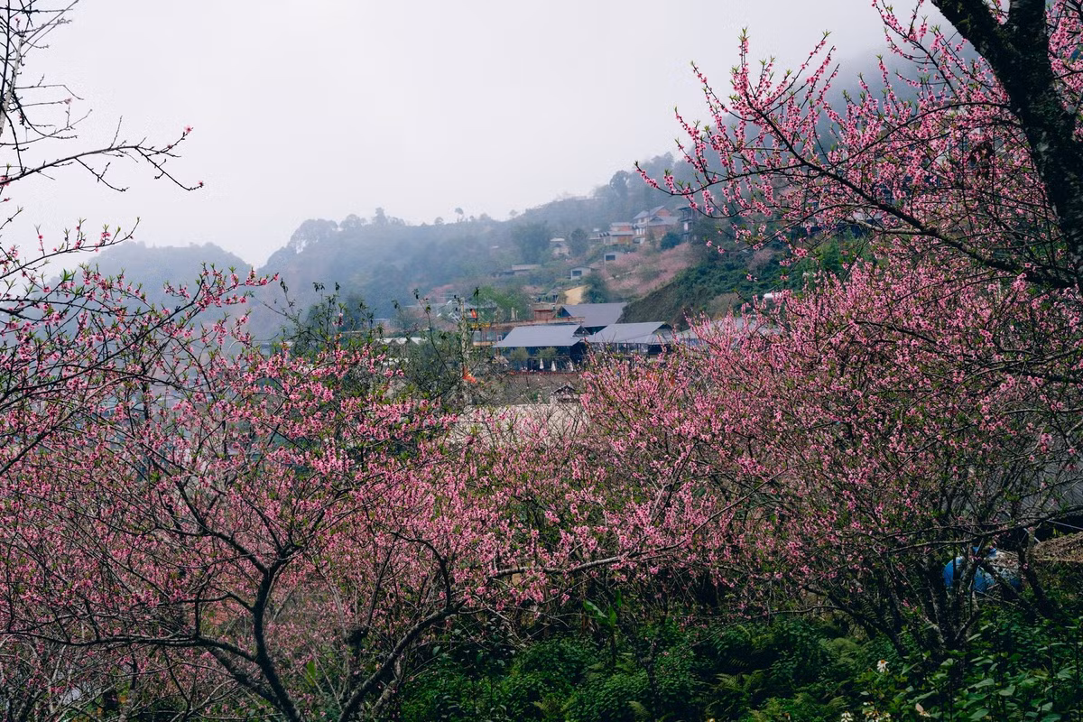 Theo kinh nghiệm của các travel blogger, thời điểm hoa đào đang đẹp nhất là hiện tại và có thể kéo dài khoảng một tuần nữa. Sau đó, hoa sẽ bắt đầu tàn dần theo những cơn mưa xuân và độ ẩm cao đặc trưng của vùng núi. Ảnh Duy Mạnh
