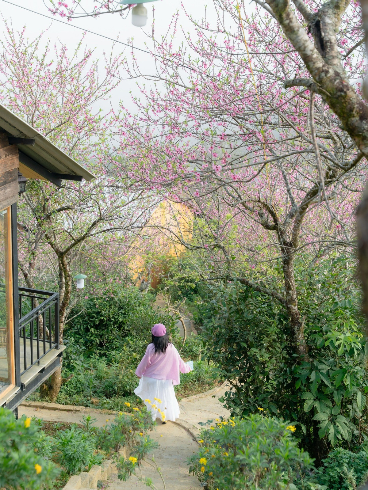 Bên cạnh ngắm đào, Tà Xùa mùa này còn hấp dẫn bởi biển mây bồng bềnh xuất hiện với tần suất cao, những buổi hoàng hôn nhuộm vàng cả thung lũng, hay sắc hoa sao nhái nở rộ bên “cây cô đơn” quen thuộc. Du khách cũng có thể trải nghiệm nhuộm chàm truyền thống tại xưởng nhuộm của người Mông, để hiểu thêm về văn hóa bản địa và mang về những món quà thủ công đậm dấu ấn vùng cao. Ảnh Đi trốn không