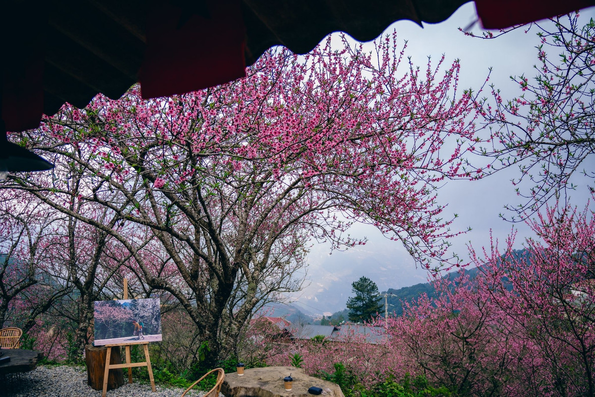 Đến Tà Xùa mùa này, du khách có thể ghé thăm nhiều điểm ngắm hoa nổi tiếng như vườn đào Pơ Mu ngay trung tâm xã, bản Trò A trên cung đường đi Thảo Nguyên, các bản Háng Bla, Chống Tra hay những vườn đào trước các homestay lâu năm. Trên đường vào Sống Lưng khủng long hoặc Làng Chếu, sắc đào hồng cũng trải dài hai bên lối đi, đủ khiến bất kỳ ai cũng muốn dừng chân chụp ảnh. Ảnh Duy Mạnh