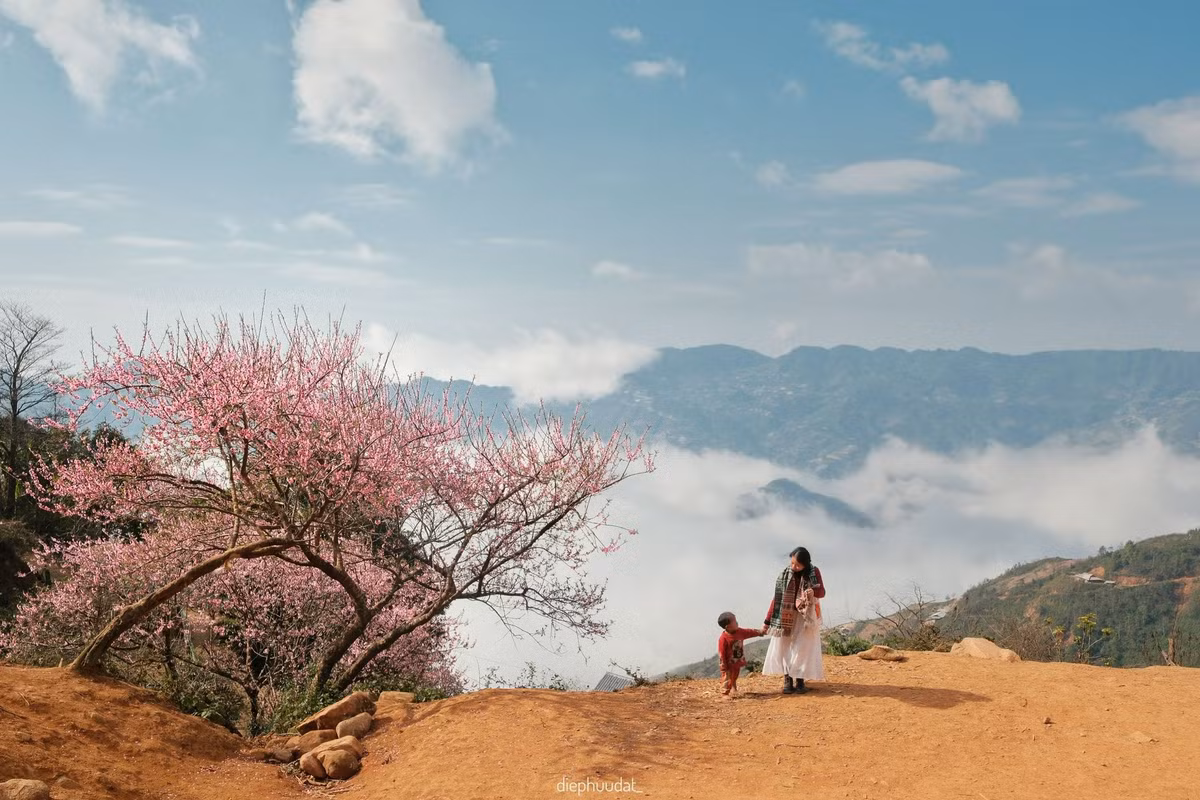 Nếu muốn tìm một không gian xuân vừa hoang sơ vừa cuốn hút, Tà Xùa và Xím Vàng là lựa chọn không nên bỏ qua. Những ngày cuối năm, Tà Xùa không chỉ quyến rũ bởi biển mây mà còn khiến du khách say lòng với sắc đào rừng và hoa mận nở rộ. Hoa hiện diện từ lối vào các homestay, quán cà phê nhỏ xinh cho đến những cung đường dẫn ra thảo nguyên. Ảnh diephuudat