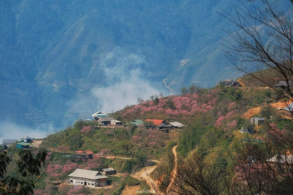 Những ngày đầu xuân, đi dọc các con đường quanh Tà Xùa, du khách dễ dàng bắt gặp những gốc đào cổ thụ trổ hoa rực rỡ trước hiên nhà, ven sườn núi hay trên các lối mòn dẫn vào bản. Hoa đào nở trong tiết trời se lạnh, sương mù bảng lảng, khiến Tà Xùa đẹp như một bức tranh thủy mặc, vừa mơ màng vừa bình yên. Ảnh diephuudat