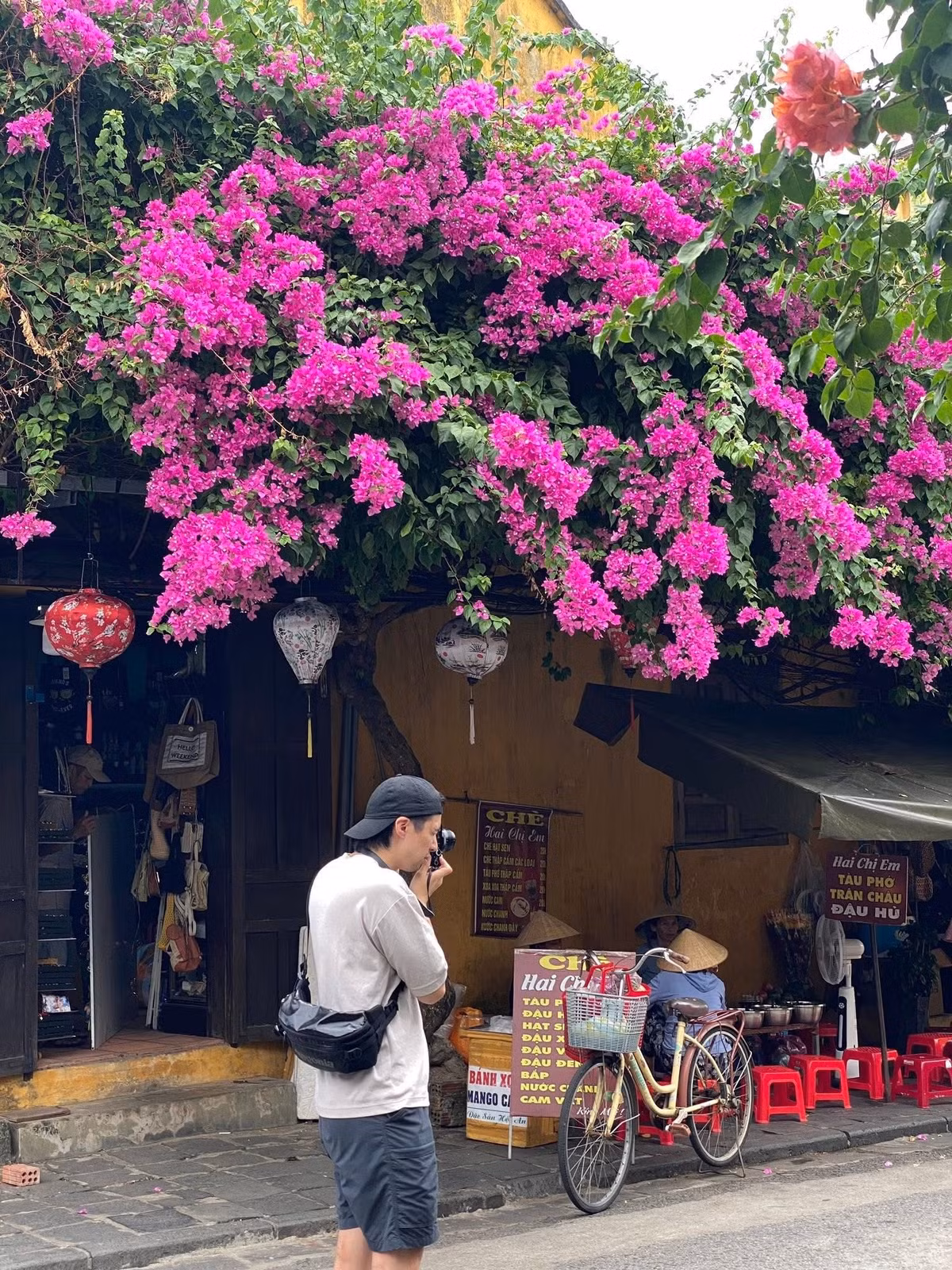 Nhiều người ví hoa giấy là “đặc sản” của Hội An, bởi ít nơi nào trong cả nước lại trồng hoa giấy nhiều, đẹp và hài hòa đến vậy. Ảnh Bùi Huy Khang